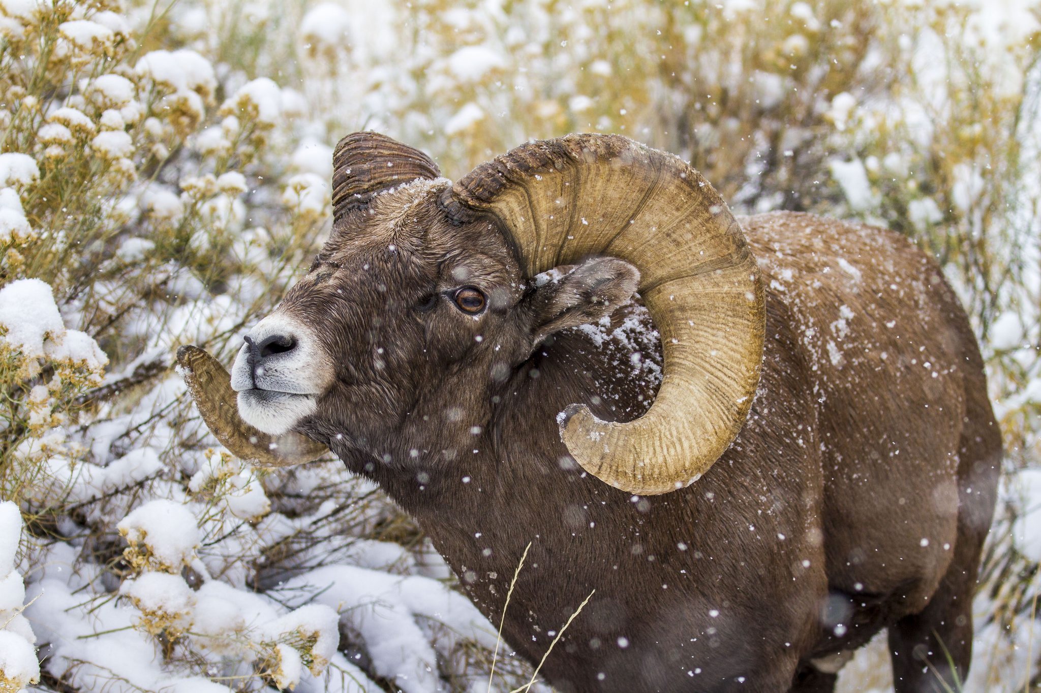 Charging Ram, Waterton Canyon, Littleton, CO, USA. Wildlife photograph by Shane Morrison, finalist in the Shoot The Frame Wildlife photography award, November 2020