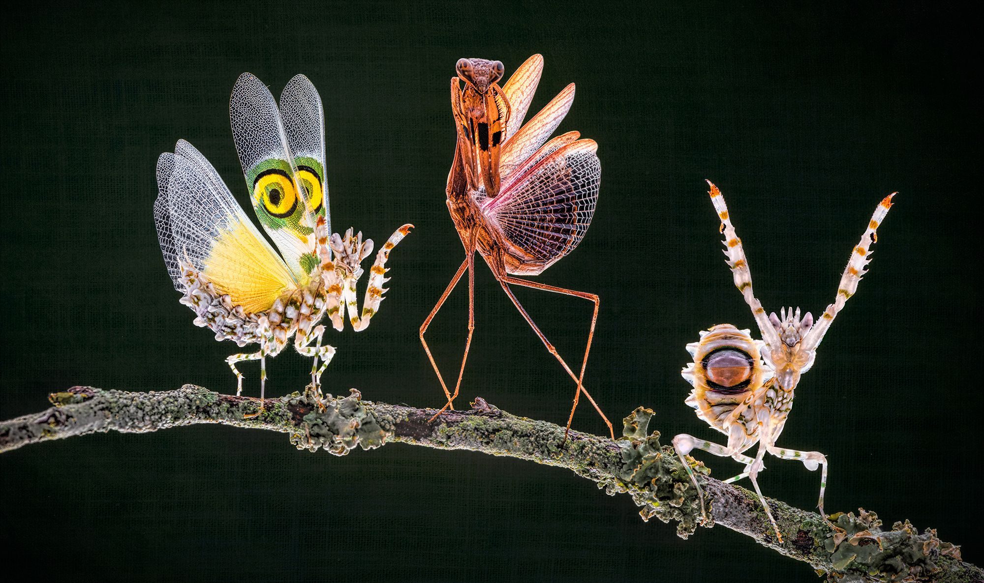 Mantis. Wildlife photograph by ChanOnn Fong, finalist in the Shoot The Frame Wildlife photography award, December 2020