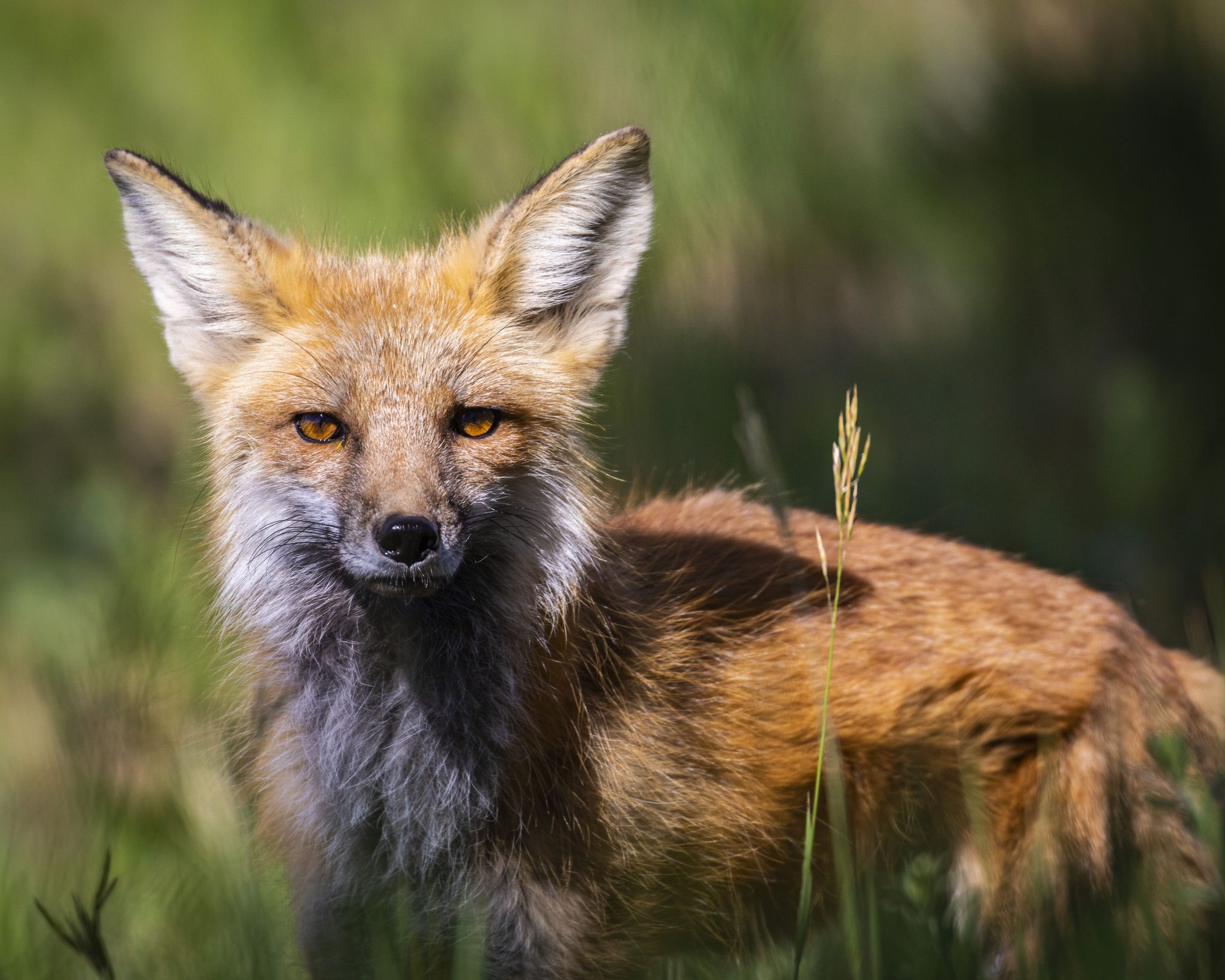 Vixen, Black Forest, CO, USA. Wildlife photograph by Shane Morrison, finalist in the Shoot The Frame Wildlife photography award, December 2020