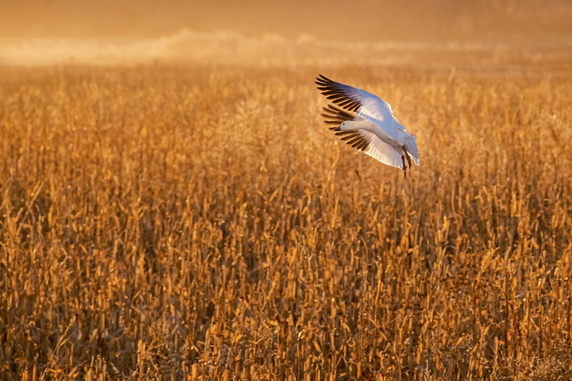 Snow Goose, Bosque del Apache, New Mexico, USA. Wildlife photograph by Sisel Lan, finalist in the Shoot The Frame Wildlife photography award, December 2020