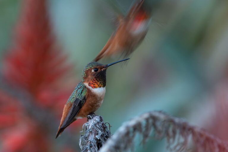 Rufous Hummingbird, San Clemente, CA, USA. Wildlife photograph by Thomas Webb, finalist in the Shoot The Frame Wildlife photography award, December 2020