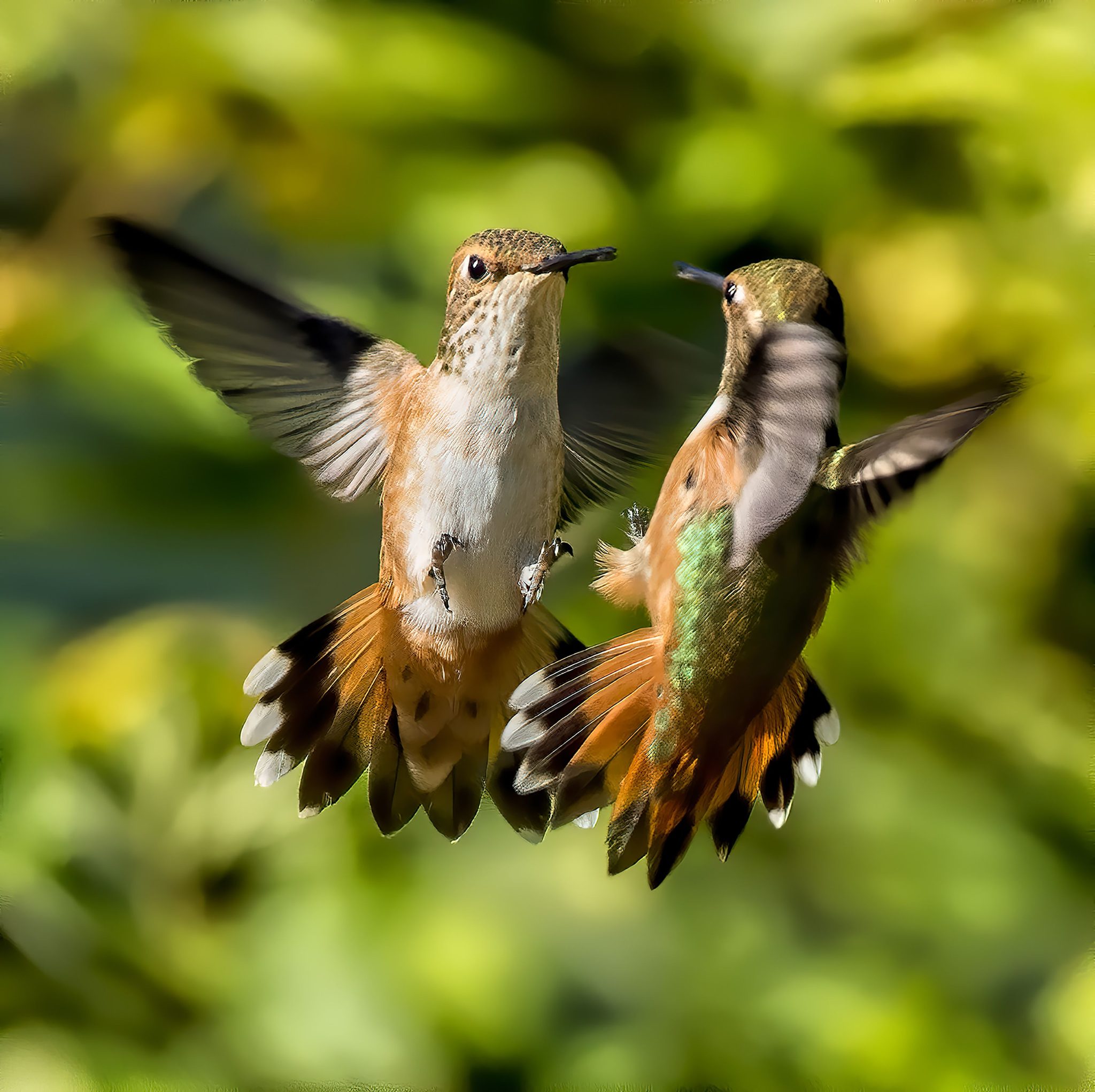 The Meeting, Richmond, BC, Canada. Wildlife photograph by Sheldon Bilsker, winner of the Shoot The Frame Wildlife photography award, December 2020