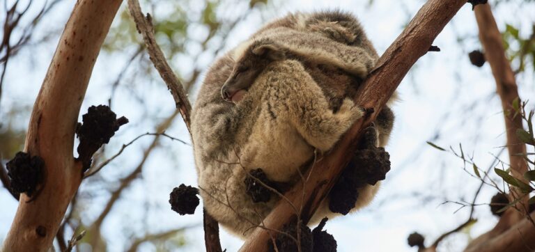 Recovery: Kangaroo Island Koalas, Kangaroo Island, Australia. Wildlife photograph by Michelle Metzger, finalist in the Shoot The Frame Wildlife photography award, January 2021