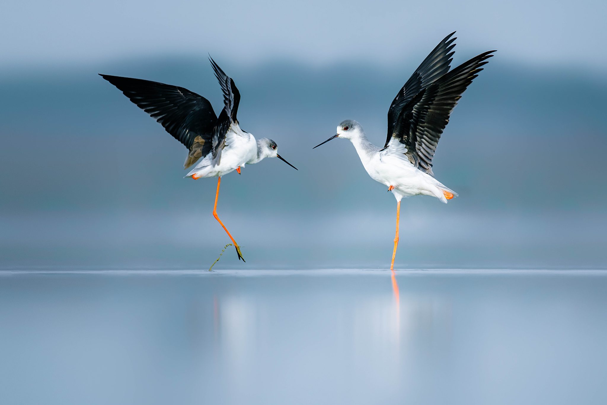 Foggy morning, Bangladesh. Wildlife photograph by Tanvir Alam, finalist in the Shoot The Frame Wildlife photography award, January 2021
