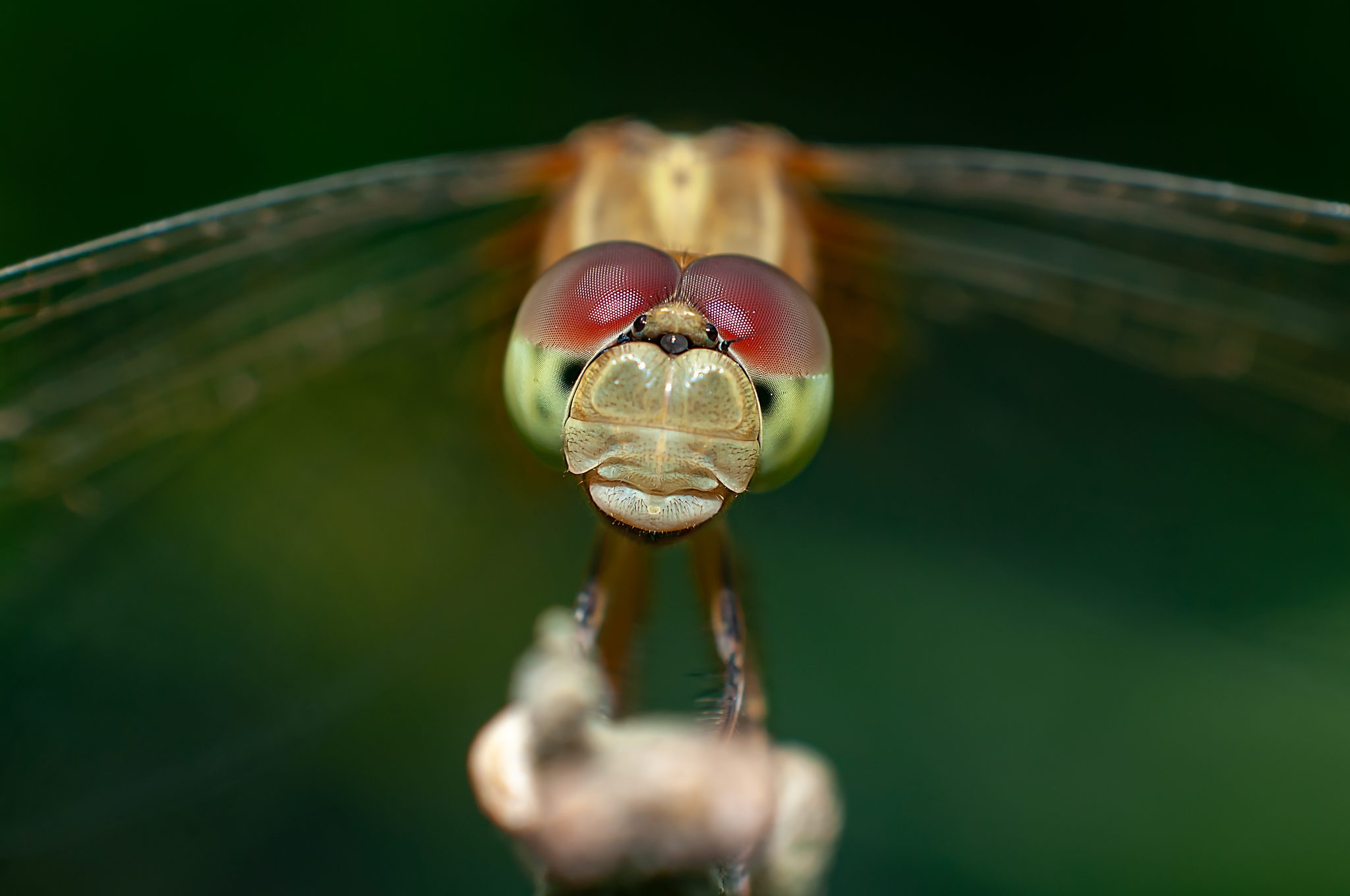 Libellulidae, Bangladesh. Wildlife photograph by Tanvir Alam, finalist in the Shoot The Frame Wildlife photography award, January 2021