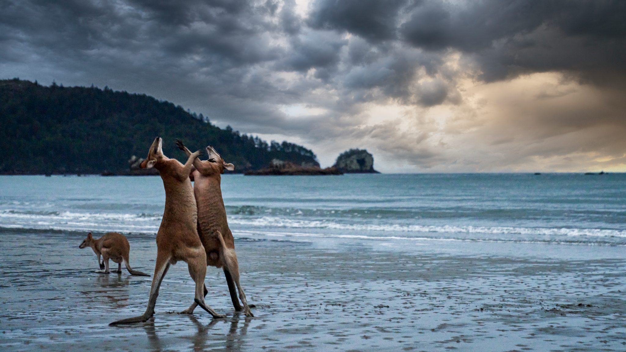 Boxing Kangaroos, Queensland, Australia. Wildlife photograph by Alan Barker, winner of the Shoot The Frame Wildlife photography award, January 2021