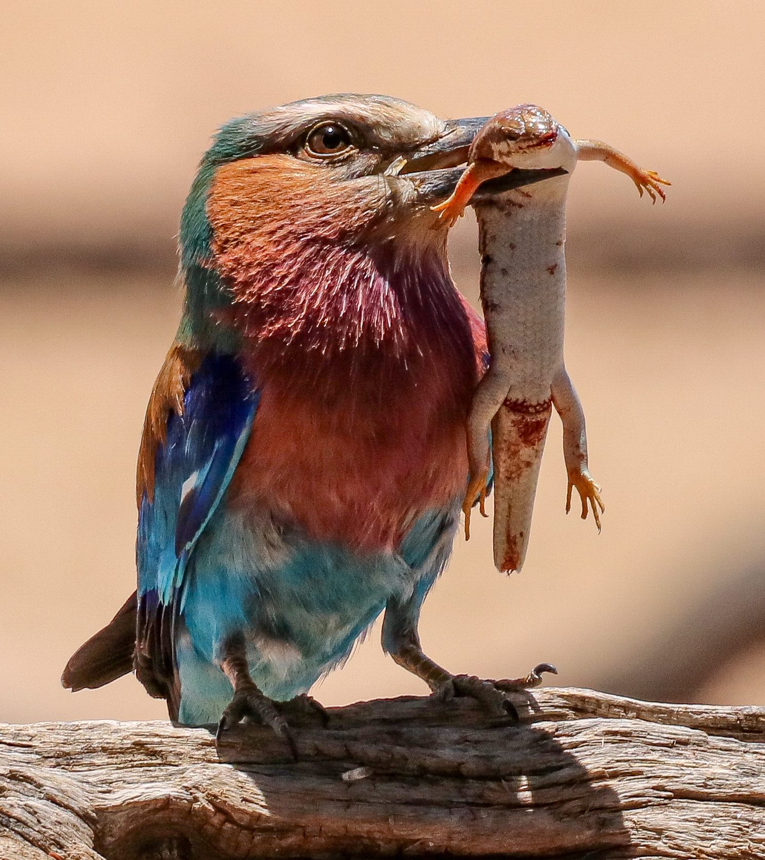 Did I? Did I just catch it? For real?? - Lilac Breasted Roller, Kgalagadi Transfrontier Park, South Africa. Wildlife photograph by Len Cokayne, finalist in the Shoot The Frame Wildlife photography award, February 2021