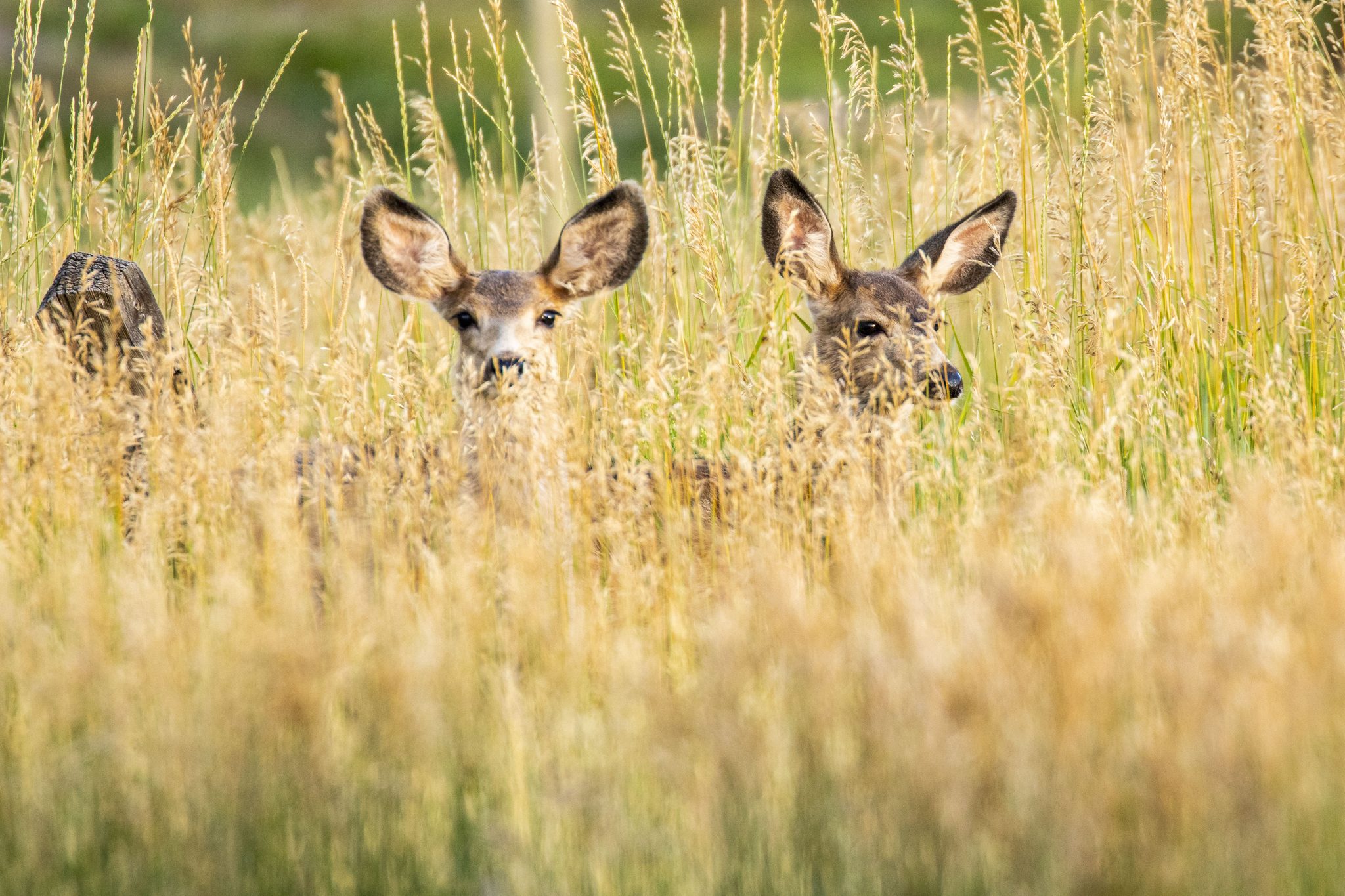 In Deep, Black Forest, Colorado, USA. Wildlife photograph by Shane Morrison, finalist in the Shoot The Frame Wildlife photography award, February 2021