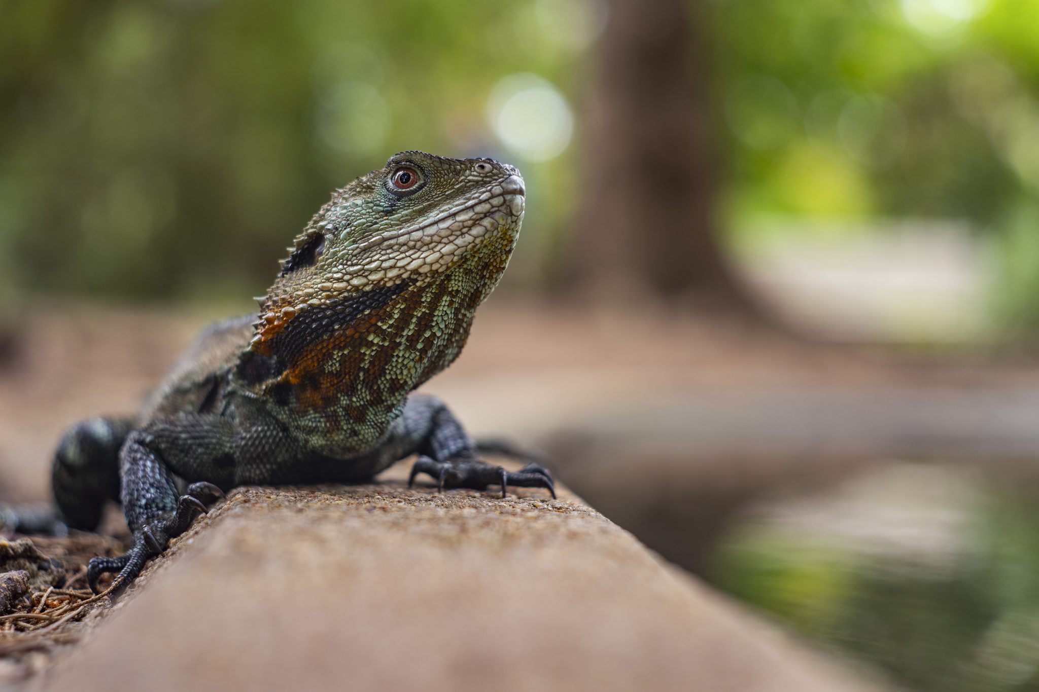 Water Dragon. Wildlife photograph by Greg Primmer, finalist in the Shoot The Frame Wildlife photography award, March 2021