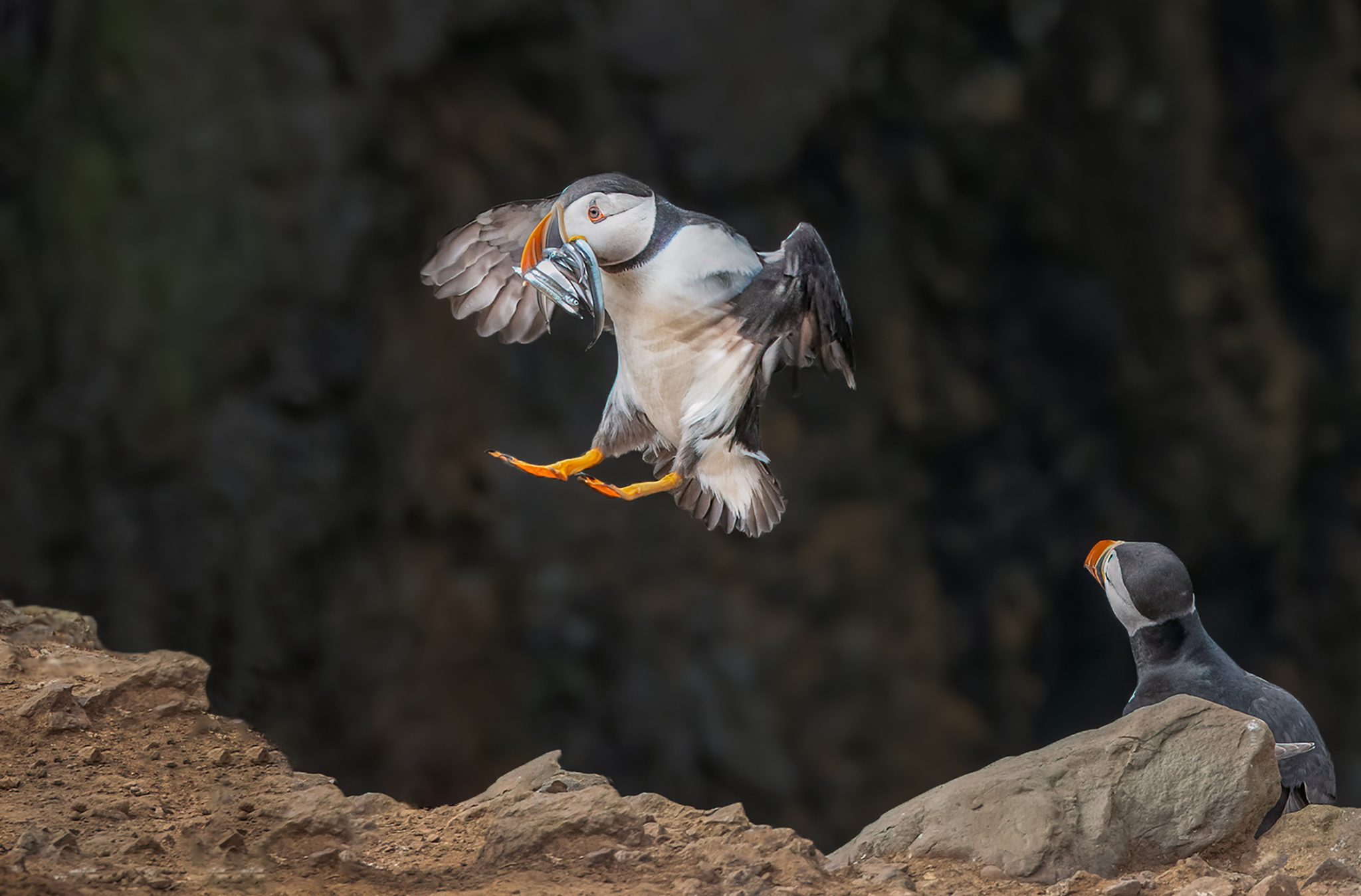 Puffin brining in food, Skomer. Wildlife photograph by Joanne Mahy, finalist in the Shoot The Frame Wildlife photography award, March 2021