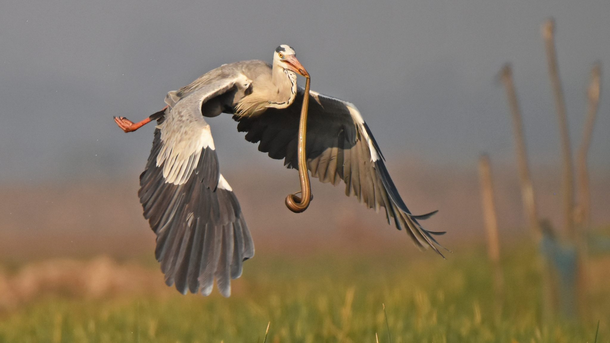 Catch and fly, Mangalajodi, Odisha, India. Wildlife photograph by Prateek Agarwal, finalist in the Shoot The Frame Wildlife photography award, March 2021