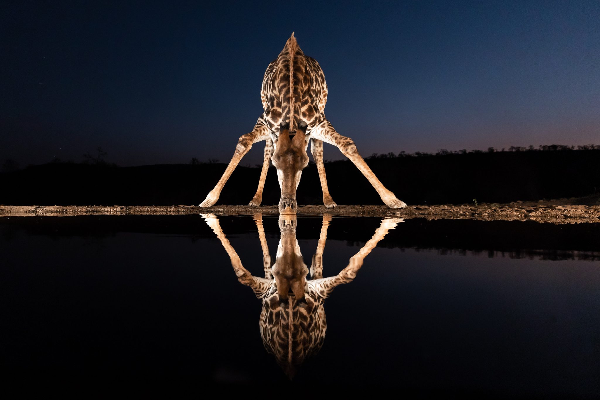 Giraffe at Blue Hour, Zimanga Private Game Reserve. Wildlife photograph by Monique de Beer, winner of the Shoot The Frame Wildlife photography award, March 2021