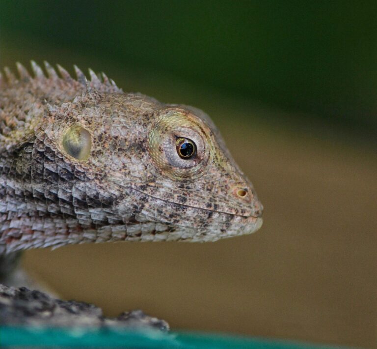 The Astonishing Indian Chameleon, Jaipur, Rajasthan, India. Wildlife photograph by Dr Mohnish Grover, finalist in the Shoot The Frame Wildlife photography award, April 2021