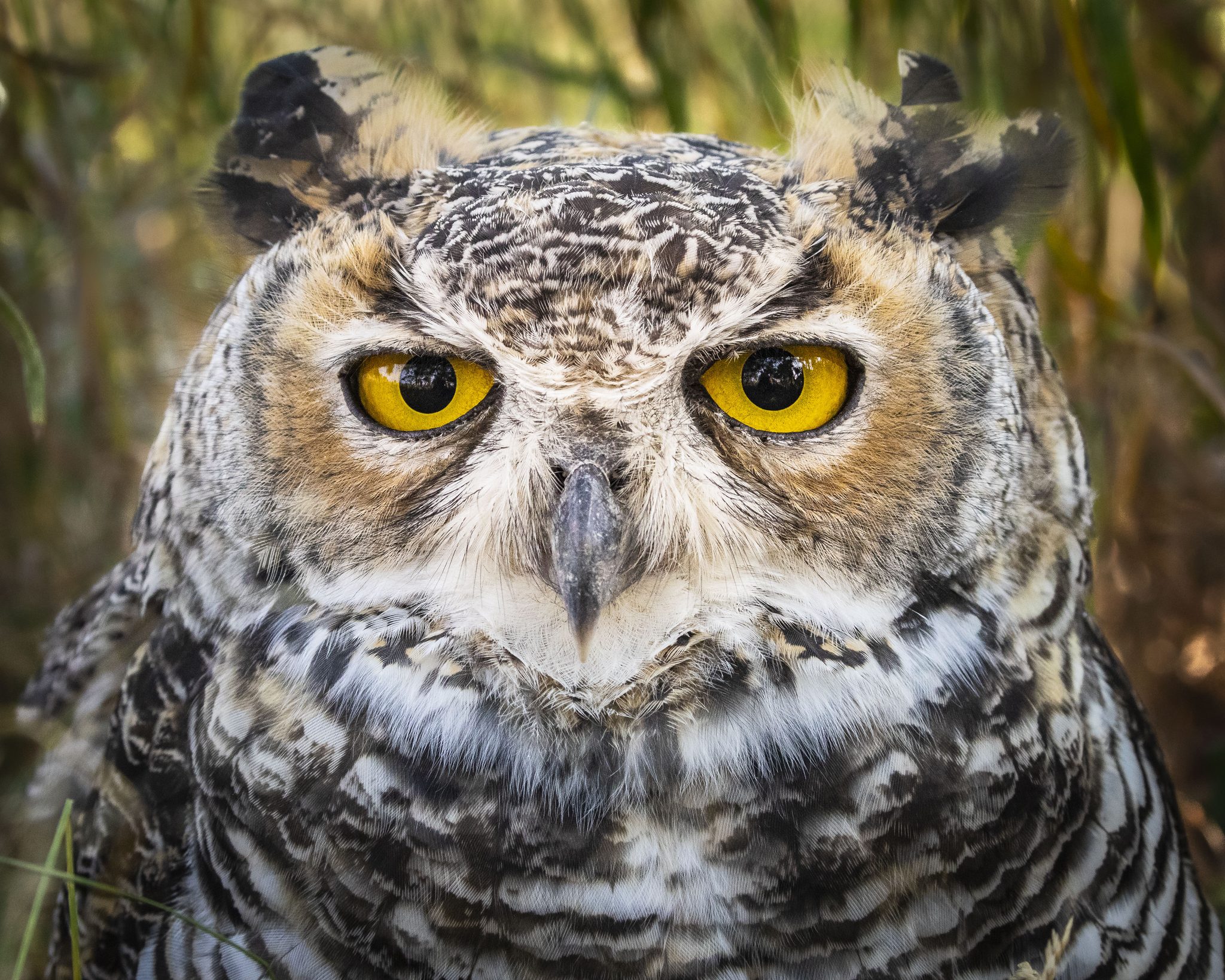 Young Owl, Black Forest, Colorado, USA. Wildlife photograph by Shane Morrison, finalist in the Shoot The Frame Wildlife photography award, April 2021