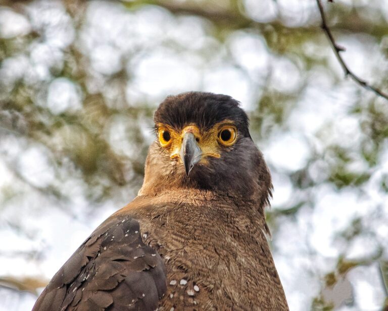 CRESTED SERPENT EAGLE, Jaipur, Rajasthan, India. Wildlife photograph by Dr Mohnish Grover, finalist in the Shoot The Frame Wildlife photography award, May 2021