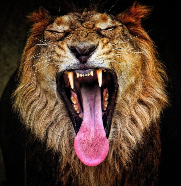 THE ROAR, Jaipur, Rajasthan, India. Wildlife photograph by Dr Mohnish Grover, finalist in the Shoot The Frame Wildlife photography award, May 2021