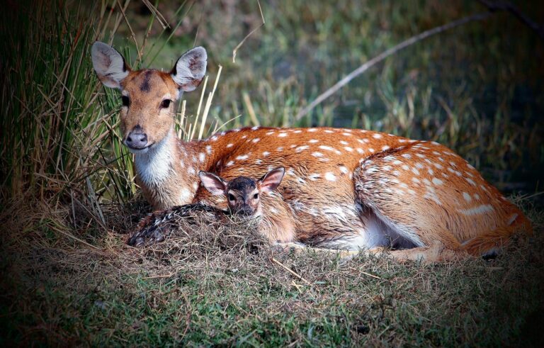 Chital - The Golden Spotted Deer and Its Adorable Fawn in the Wild, Jaipur, Rajasthan, India. Wildlife photograph by Dr Mohnish Grover, finalist in the Shoot The Frame Wildlife photography award, June 2021