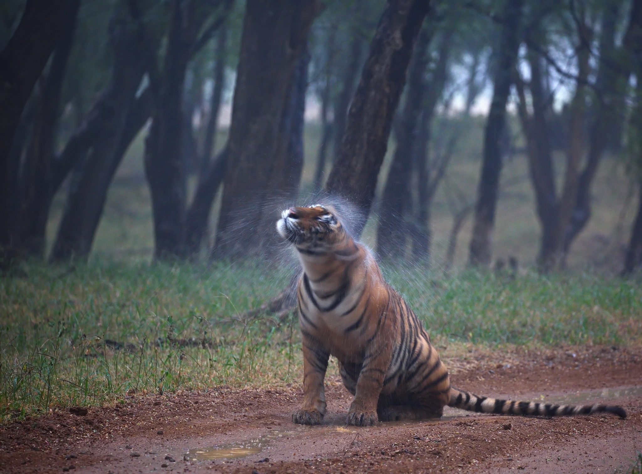 Unburdoning, Ranthambhore. Wildlife photograph by Hemin Patel, finalist in the Shoot The Frame Wildlife photography award, June 2021