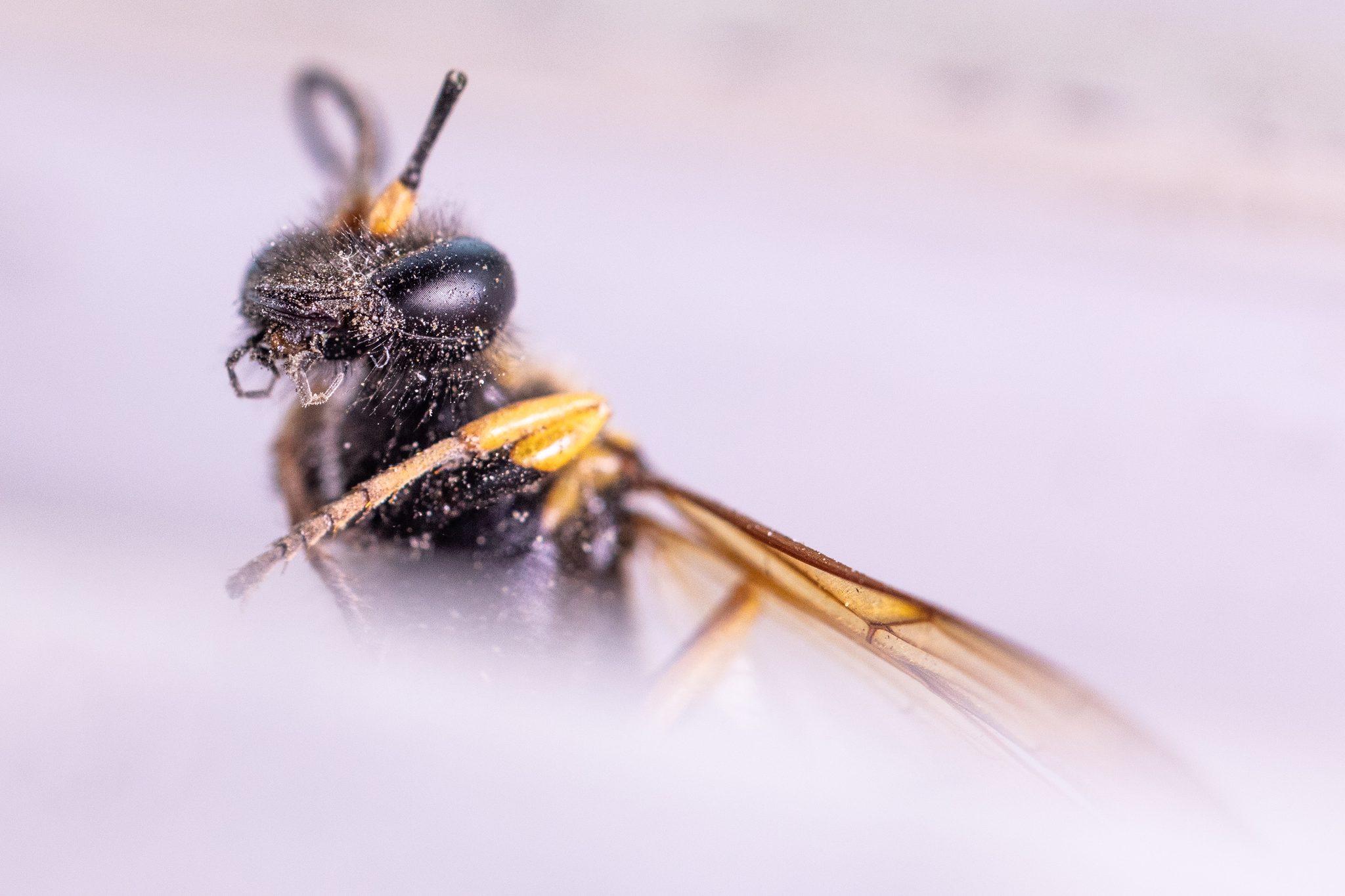 Hornet in the Clouds. Wildlife photograph by Jeff Galfer, finalist in the Shoot The Frame Wildlife photography award, June 2021