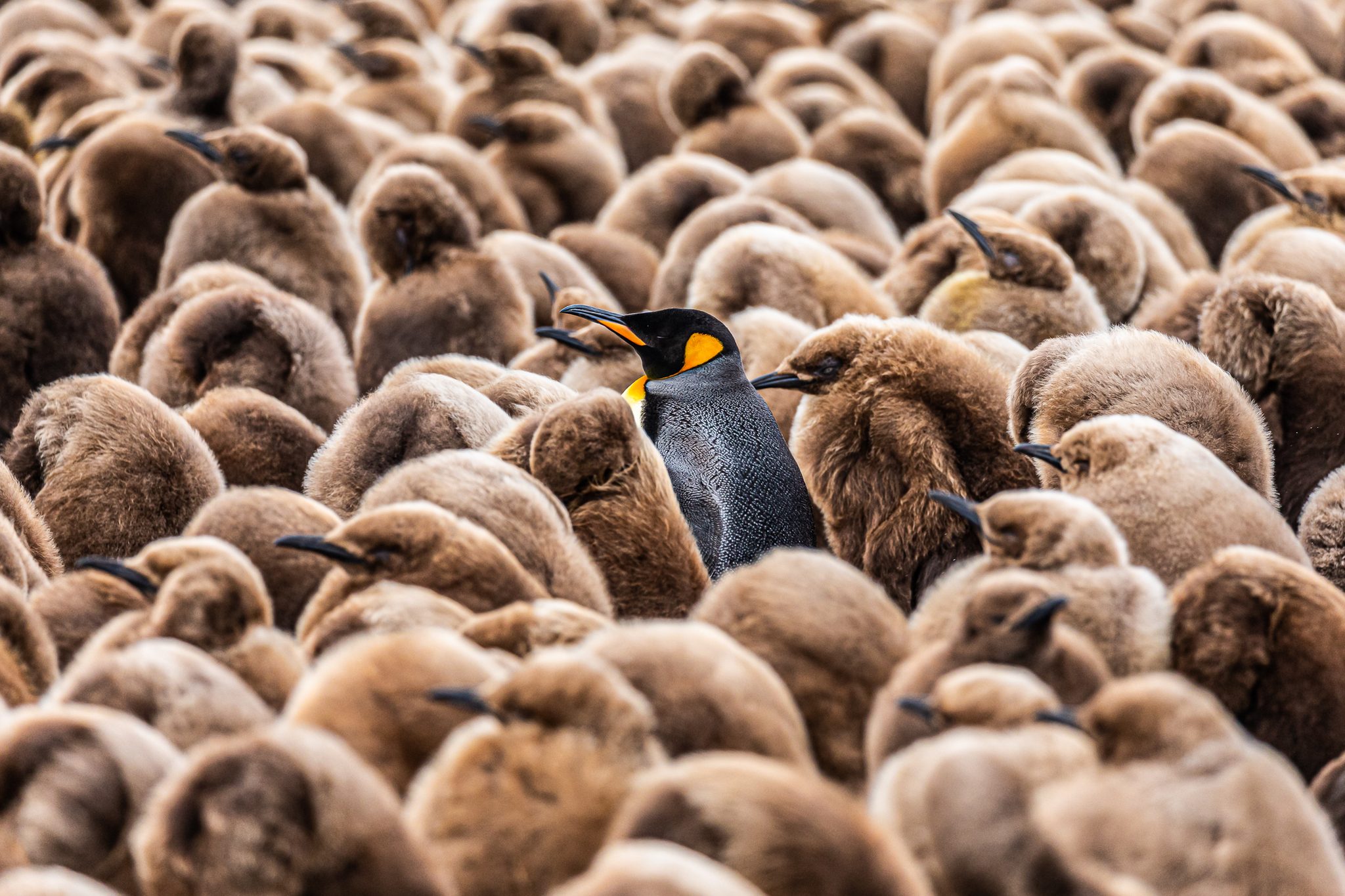 Odd One Out, Volunteer Point, Falkland Islands. Wildlife photograph by Andy Pollard, finalist in the Shoot The Frame Wildlife photography award, July 2021