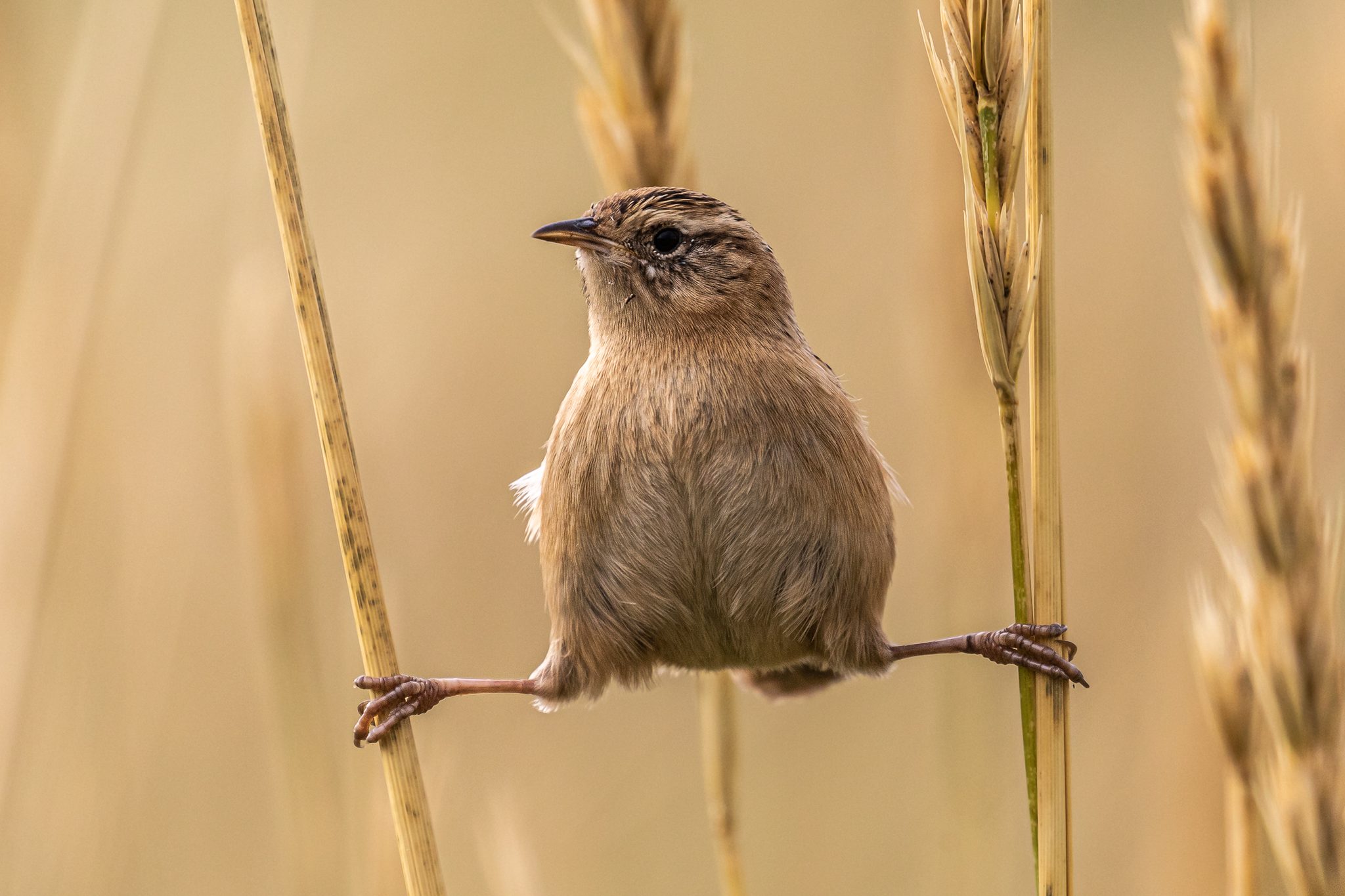 Wren Doing Yoga, FIQQ 1ZZ, Falkland Islands (Islas Malvinas). Wildlife photograph by Andy Pollard, finalist in the Shoot The Frame Wildlife photography award, July 2021
