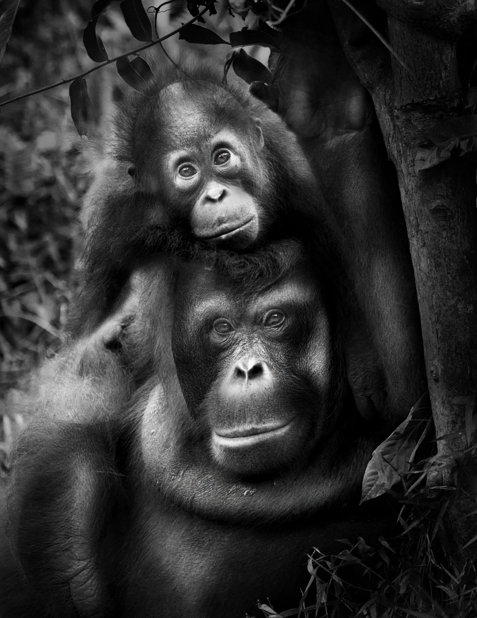 OrangUtan Family. Wildlife photograph by ChanOnn Fong, finalist in the Shoot The Frame Wildlife photography award, July 2021