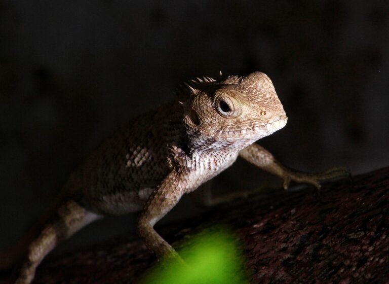 The Astonishing Indian Chameleon, Jaipur, Rajasthan, India. Wildlife photograph by Dr Mohnish Grover, finalist in the Shoot The Frame Wildlife photography award, July 2021