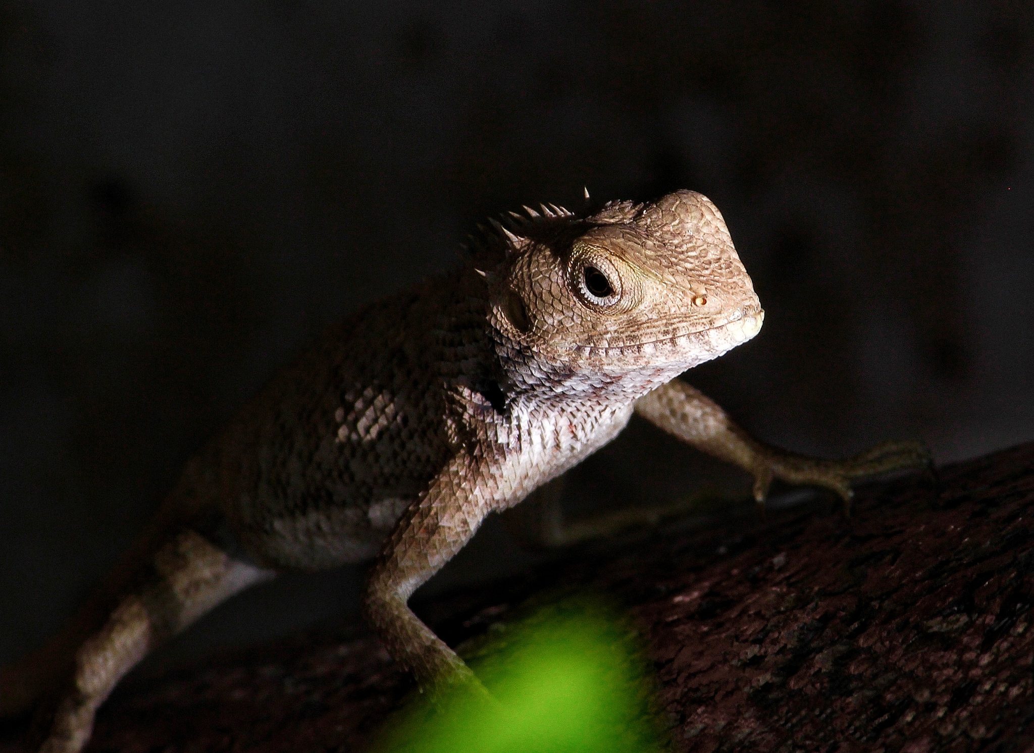 The Astonishing Indian Chameleon, Jaipur, Rajasthan, India. Wildlife photograph by Dr Mohnish Grover, finalist in the Shoot The Frame Wildlife photography award, July 2021