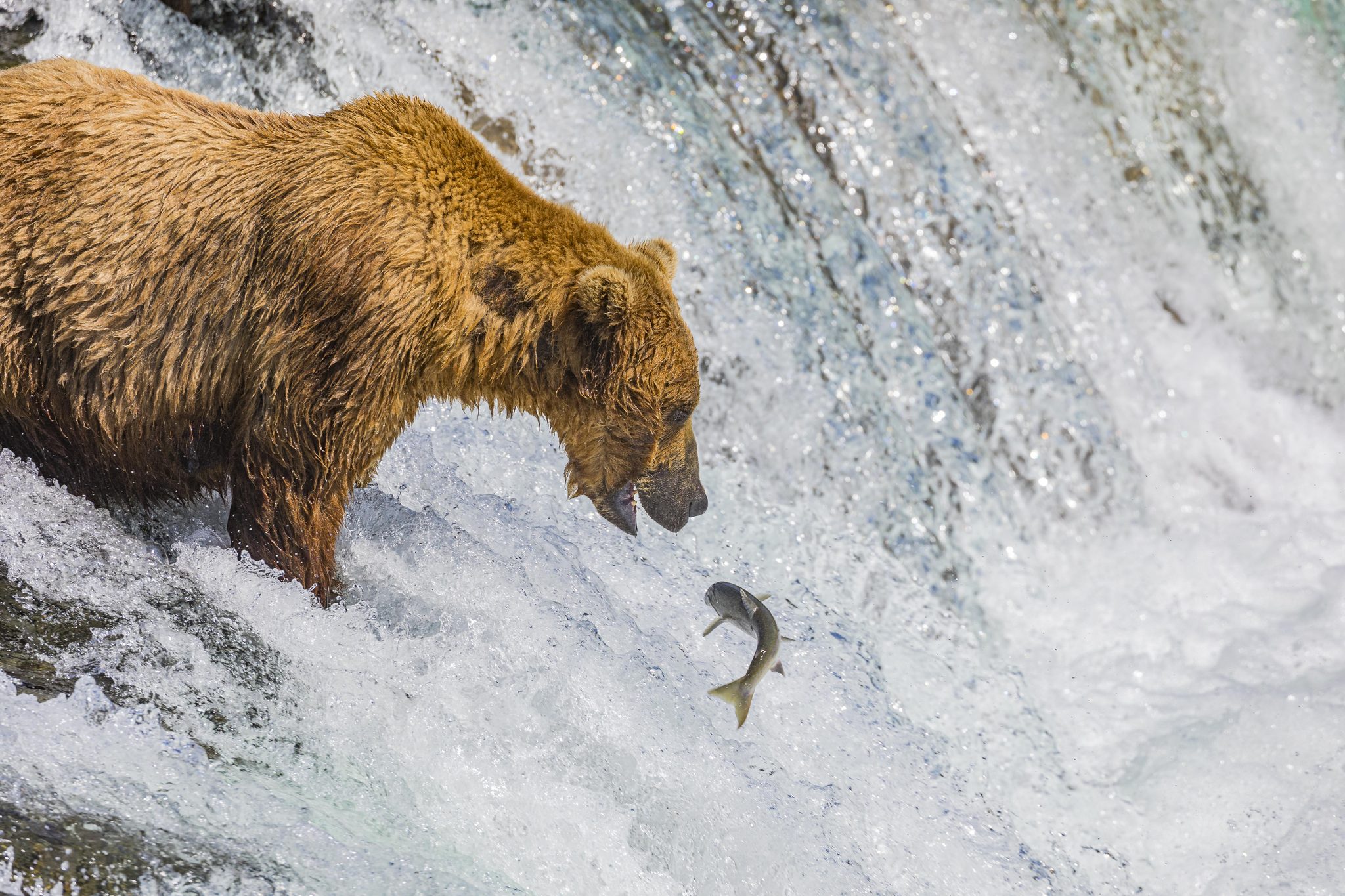 The Catch, Katmai National Park, Alaska, USA. Wildlife photograph by Shane Morrison, finalist in the Shoot The Frame Wildlife photography award, July 2021