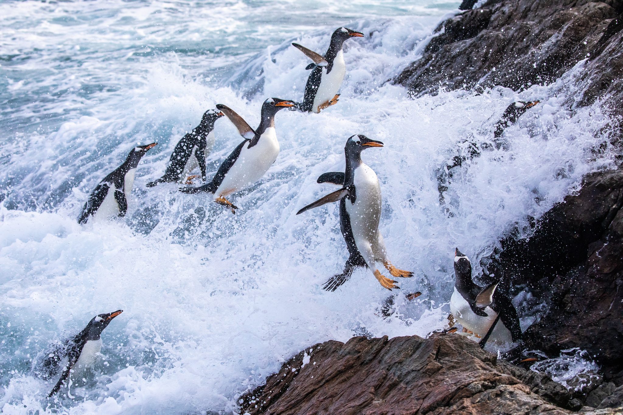 Incoming Gentoo Penguins, FIQQ 1ZZ, Falkland Islands (Islas Malvinas). Wildlife photograph by Andy Pollard, winner of the Shoot The Frame Wildlife photography award, July 2021