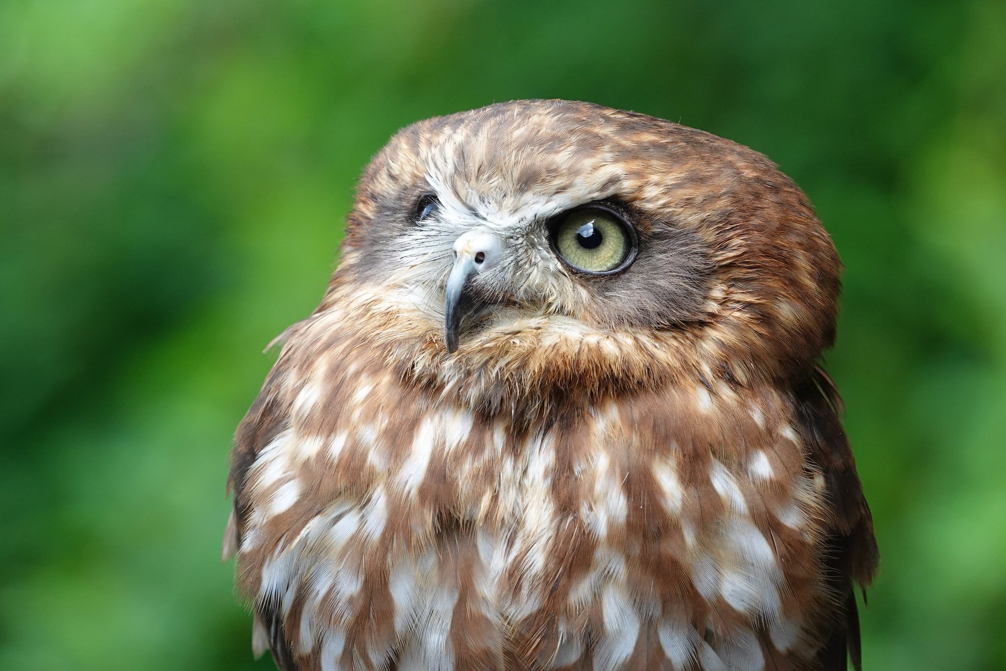 Little Owl looking out. Wildlife photograph by Kathy Brady, finalist in the Shoot The Frame Wildlife photography award, August 2021