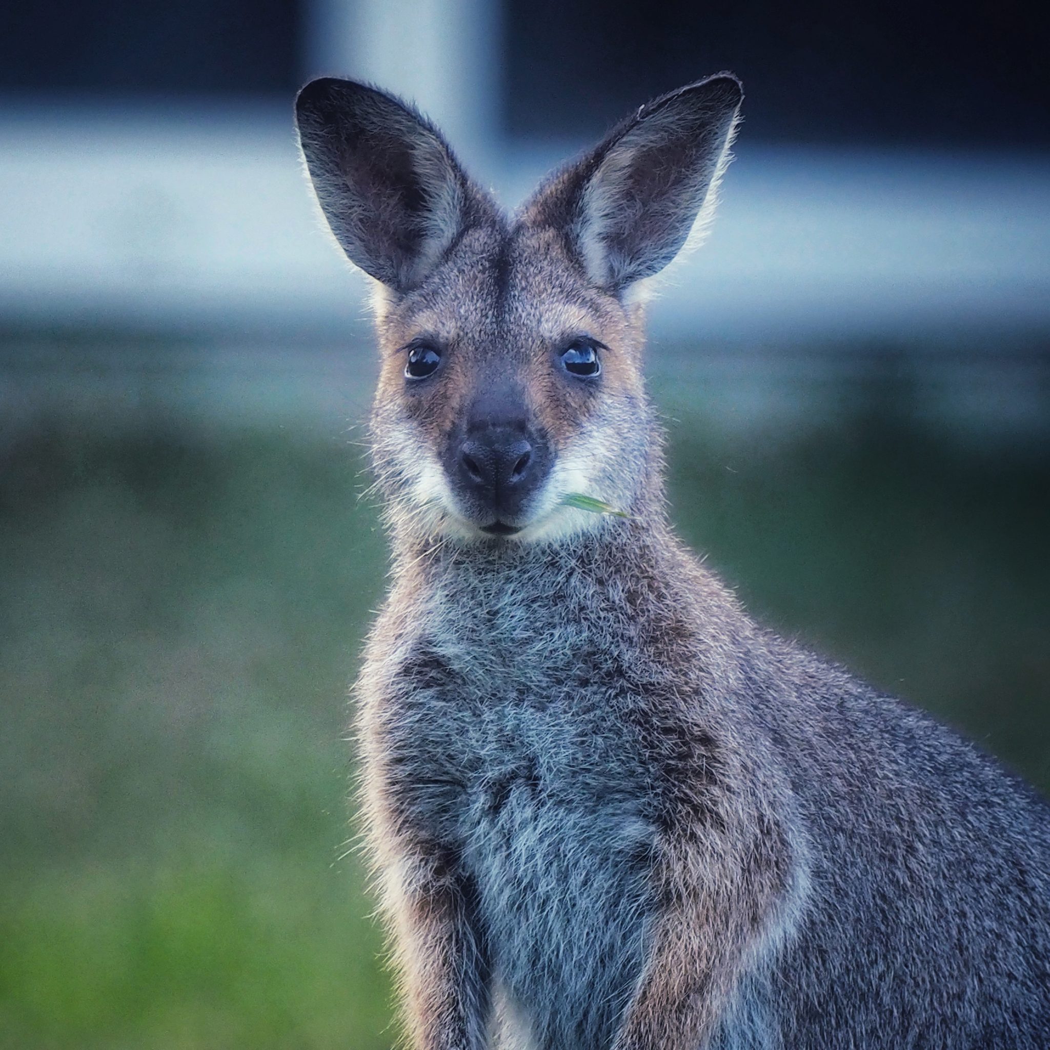Little visitor in the garden, Gulmarrad NSW 2463, Australia. Wildlife photograph by Theresa Haley, finalist in the Shoot The Frame Wildlife photography award, August 2021