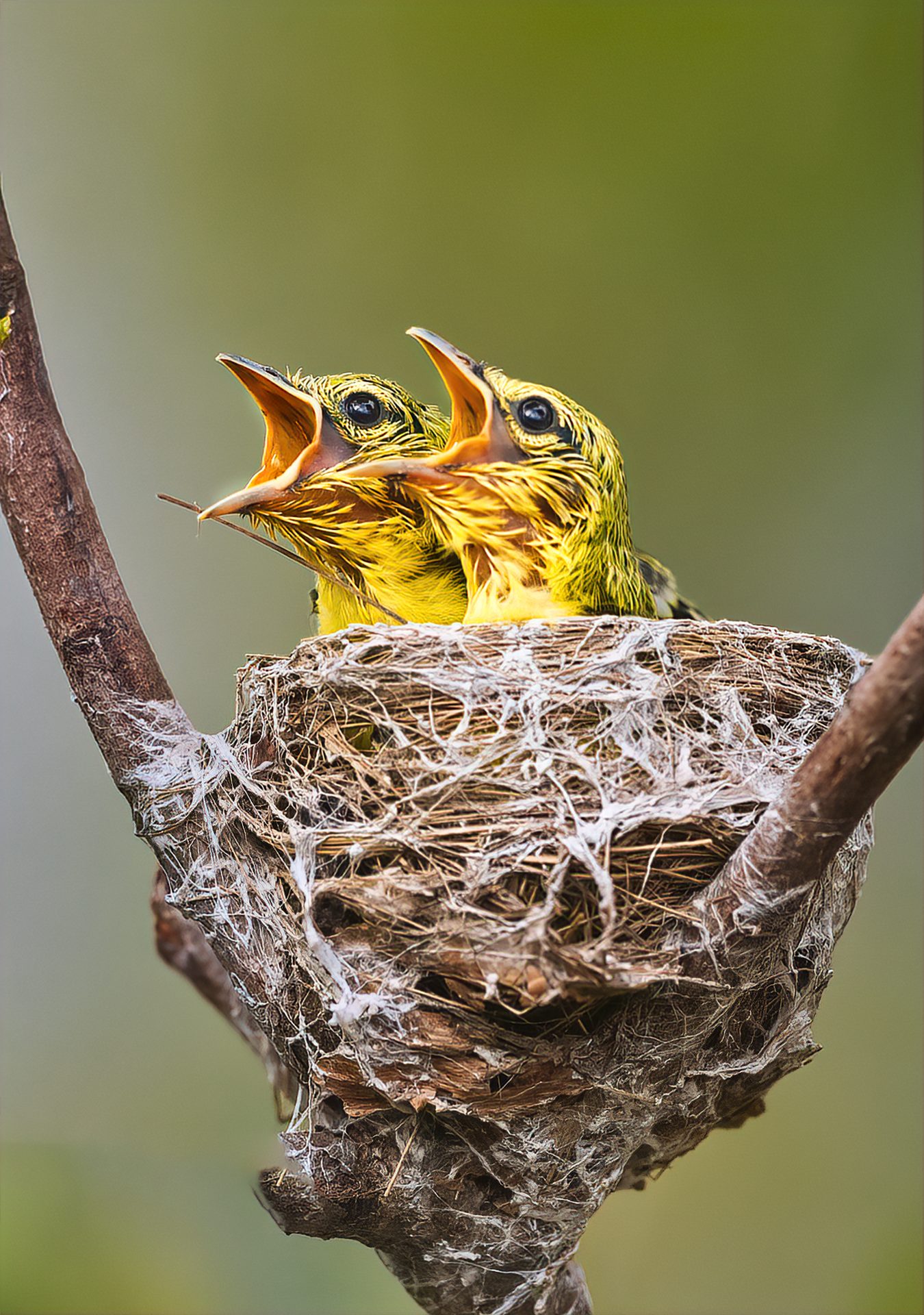 Chờ mẹ. Wildlife photograph by Anh Tuan Nguyen, finalist in the Shoot The Frame Wildlife photography award, September 2021