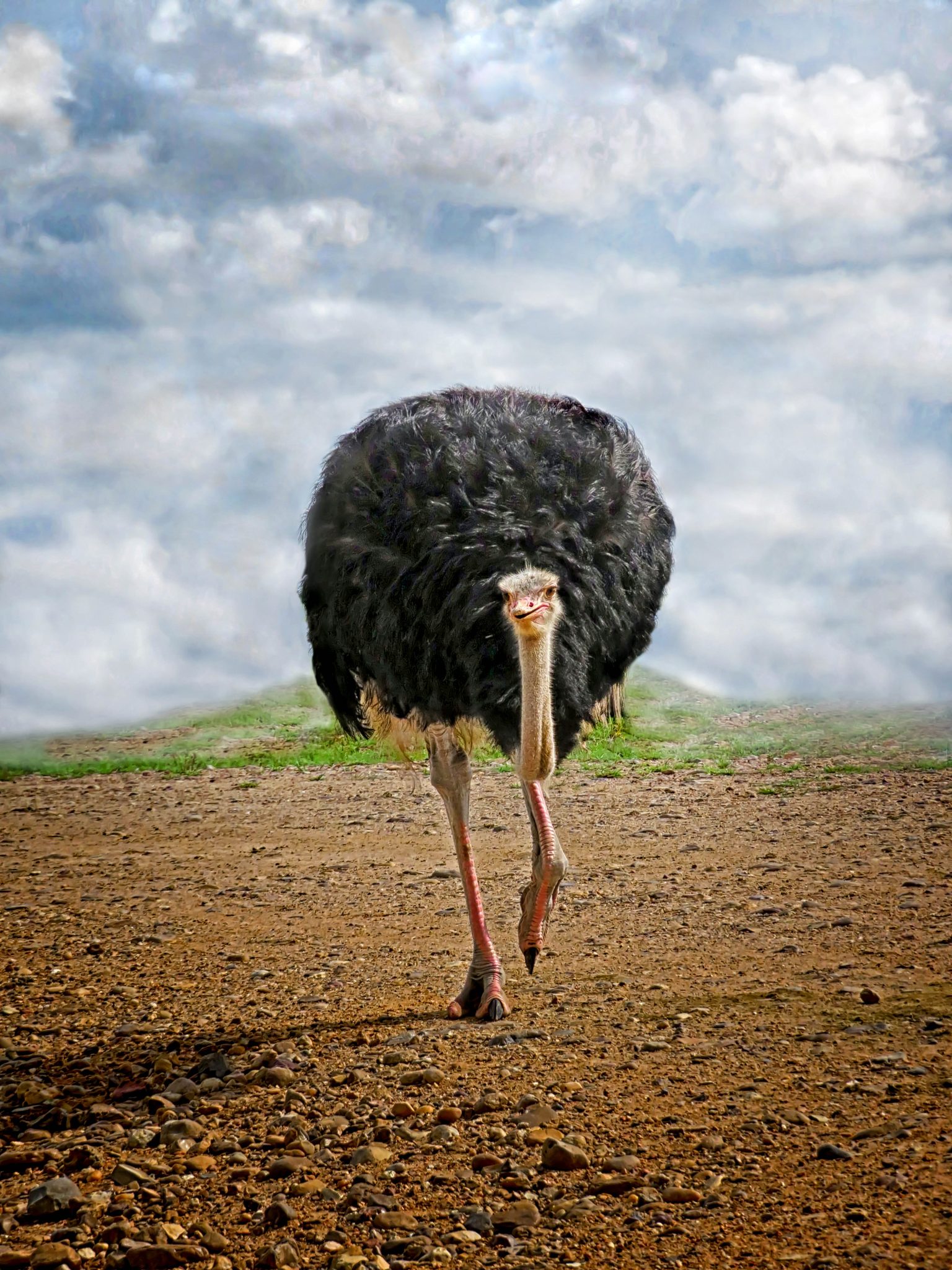 All Balled Up. Wildlife photograph by Carol Lyon, finalist in the Shoot The Frame Wildlife photography award, September 2021