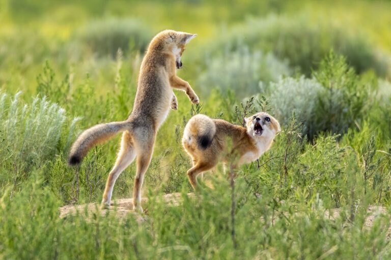 Surprise Attack, Chico Basin Ranch, Southestern Colorado, USA. Wildlife photograph by Shane Morrison, finalist in the Shoot The Frame Wildlife photography award, September 2021
