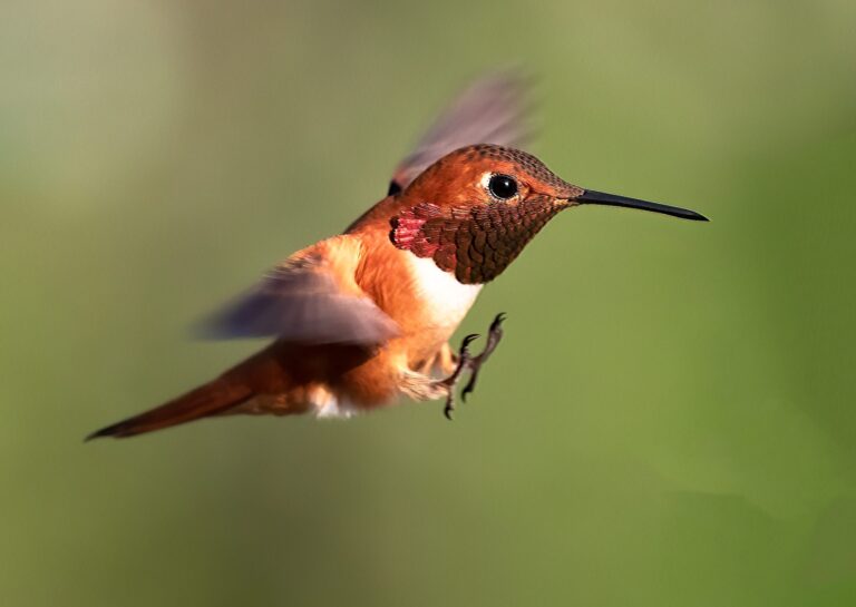 Brakes, Richmond, BC, Canada. Wildlife photograph by Sheldon Bilsker, finalist in the Shoot The Frame Wildlife photography award, September 2021