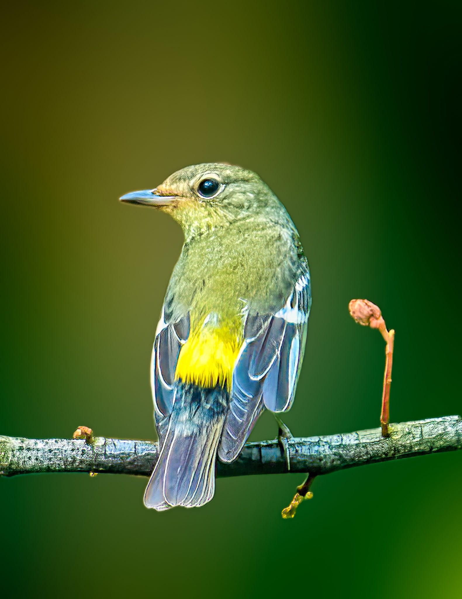 Yellow Rumped Flycatcher, Seremban, Negeri Sembilan, Malaysia. Wildlife photograph by ChanOnn Fong, finalist in the Shoot The Frame Wildlife photography award, October 2021