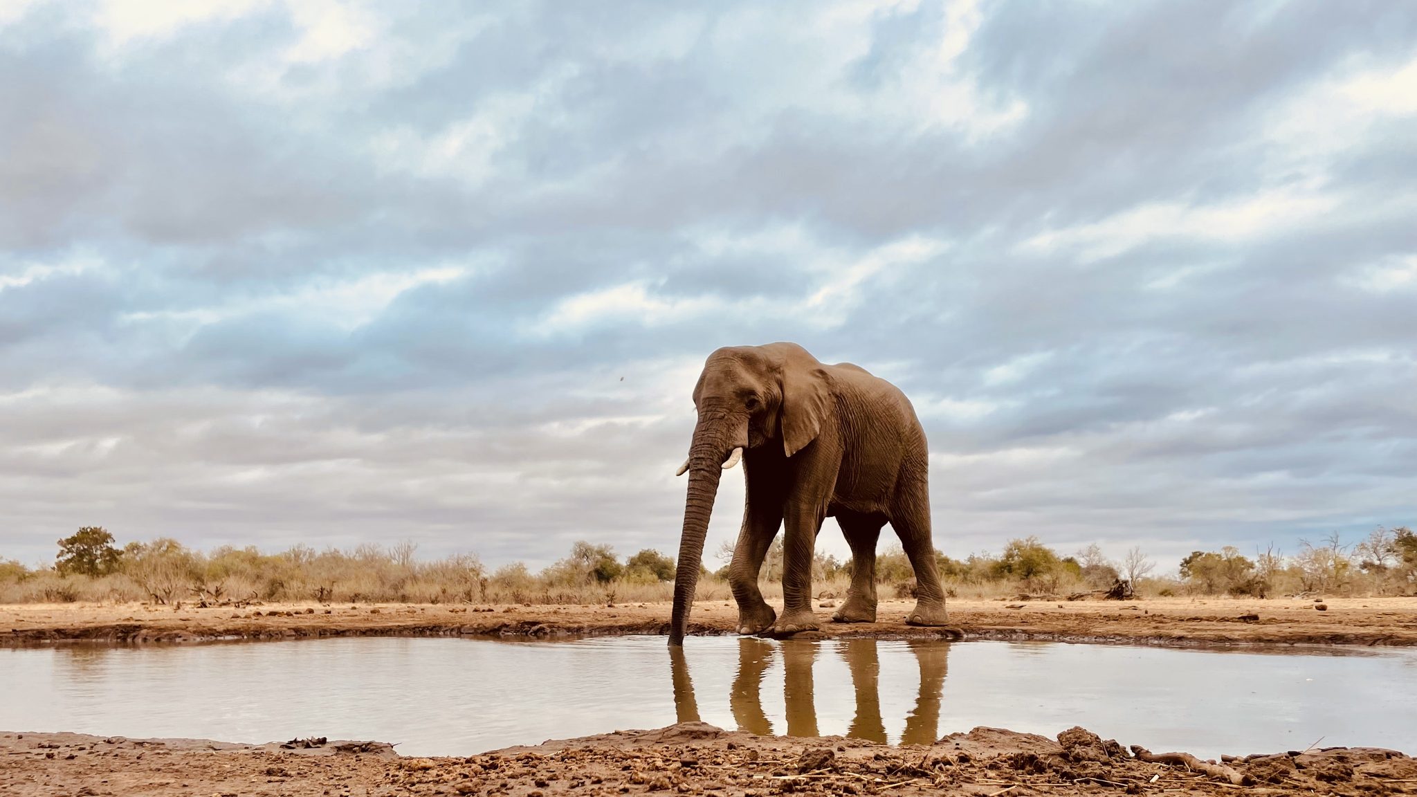Majestic Elephant, Mashatu Bottswana Africa. Wildlife photograph by Cheryl Grace, finalist in the Shoot The Frame Wildlife photography award, October 2021