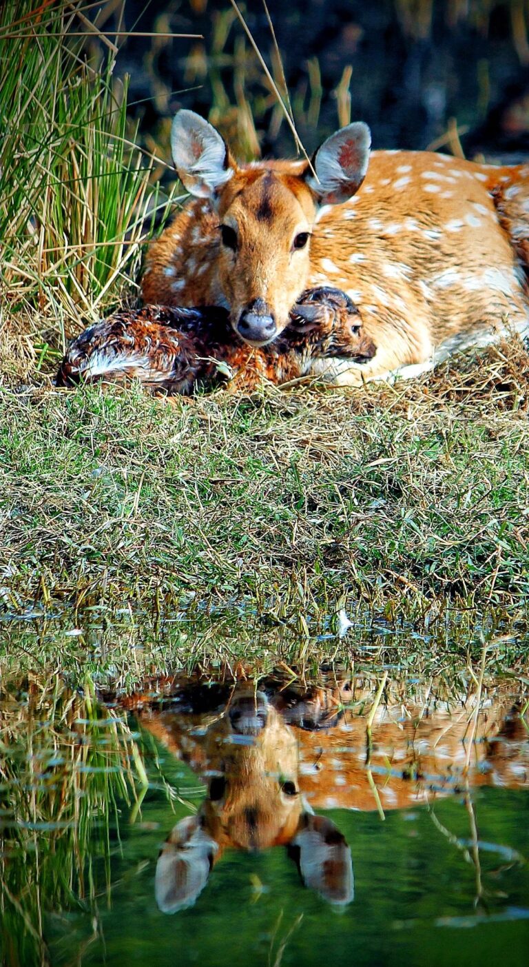 The Golden Spotted Deer and Its Adorable Fawn - Chital, Jaipur, Rajasthan, India. Wildlife photograph by Dr Mohnish Grover, finalist in the Shoot The Frame Wildlife photography award, October 2021