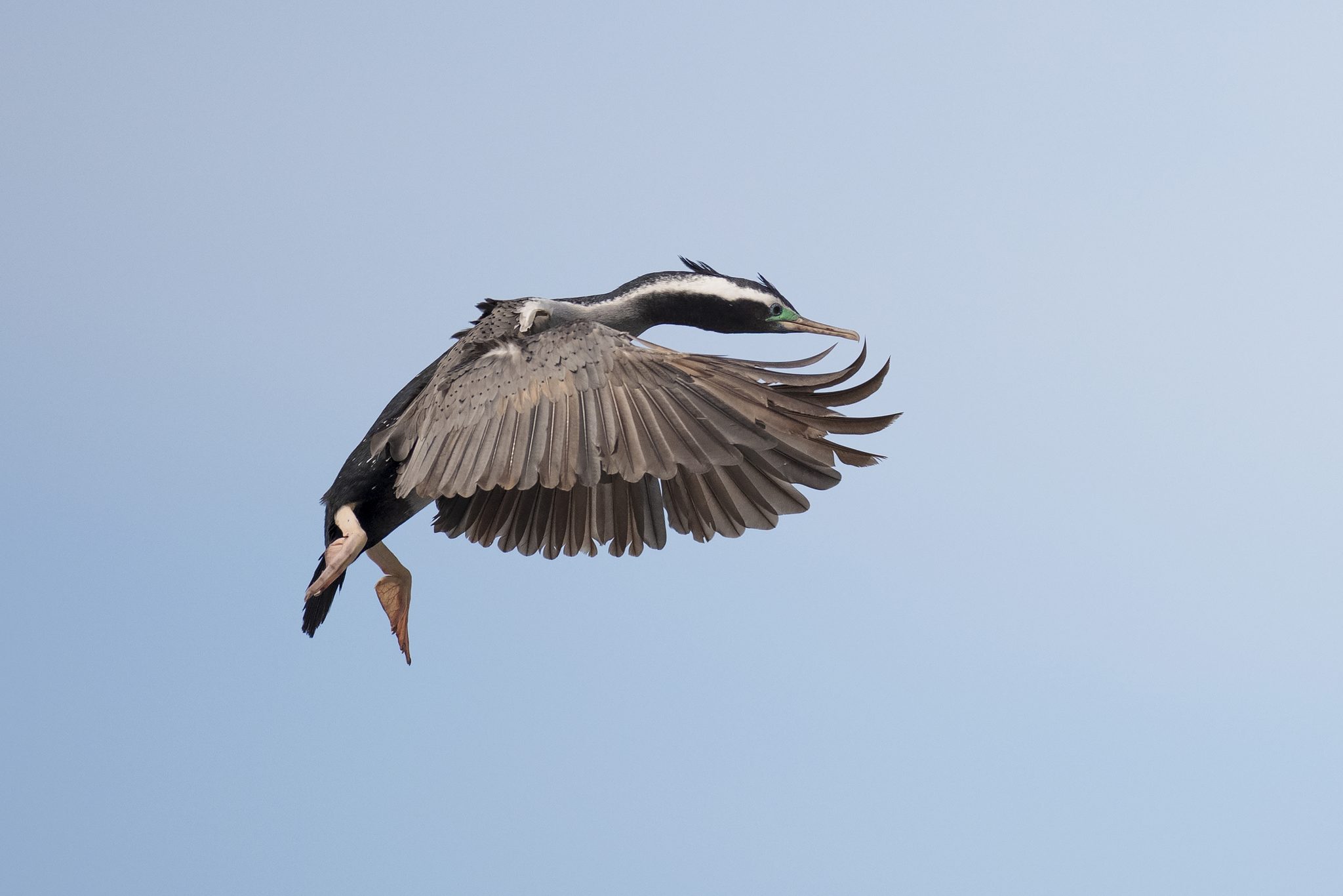 Spotted Shag. Wildlife photograph by Kim Free, finalist in the Shoot The Frame Wildlife photography award, October 2021