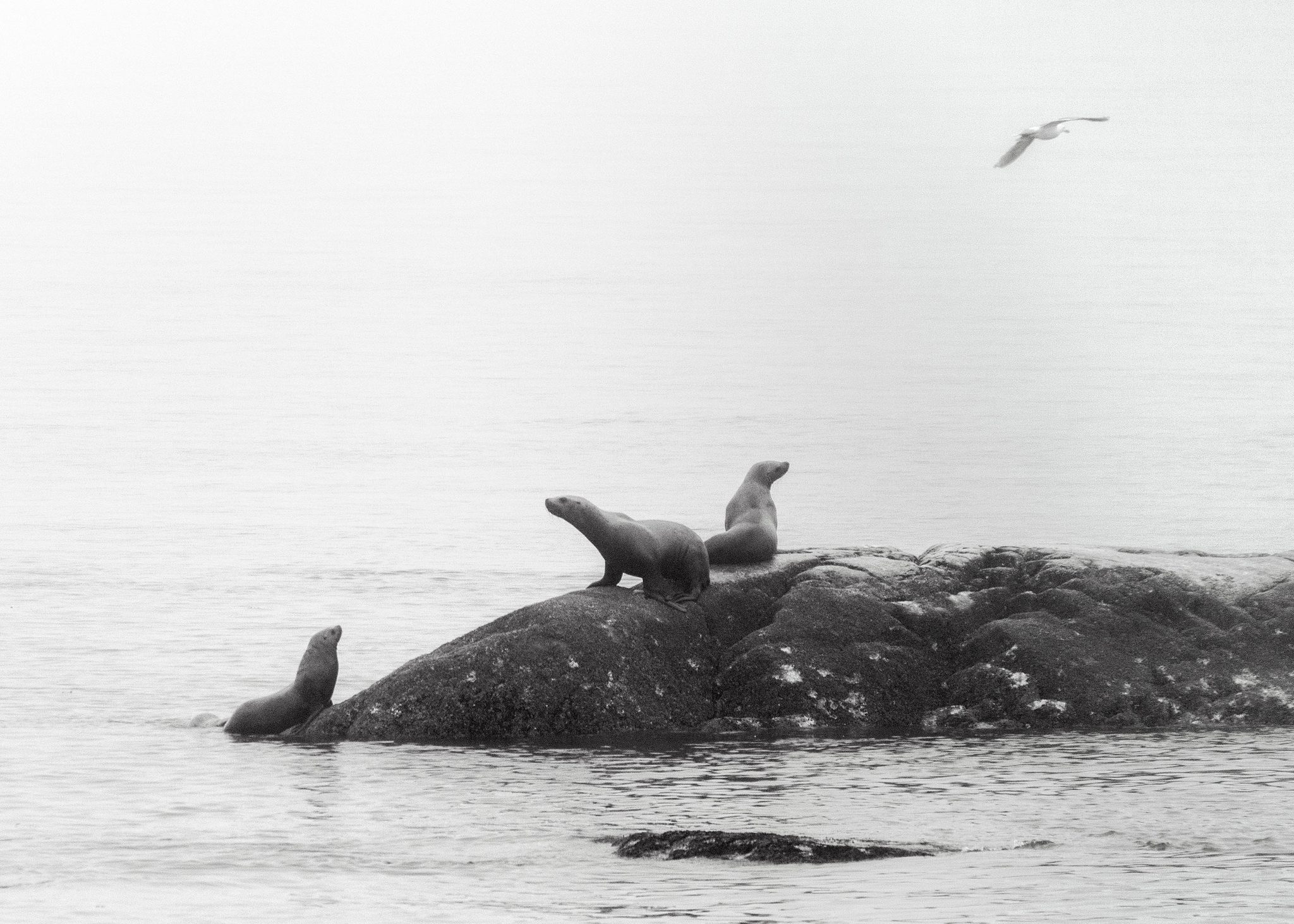 Sea Lions & Gull, Alaska, USA. Wildlife photograph by Michael Potts, finalist in the Shoot The Frame Wildlife photography award, October 2021