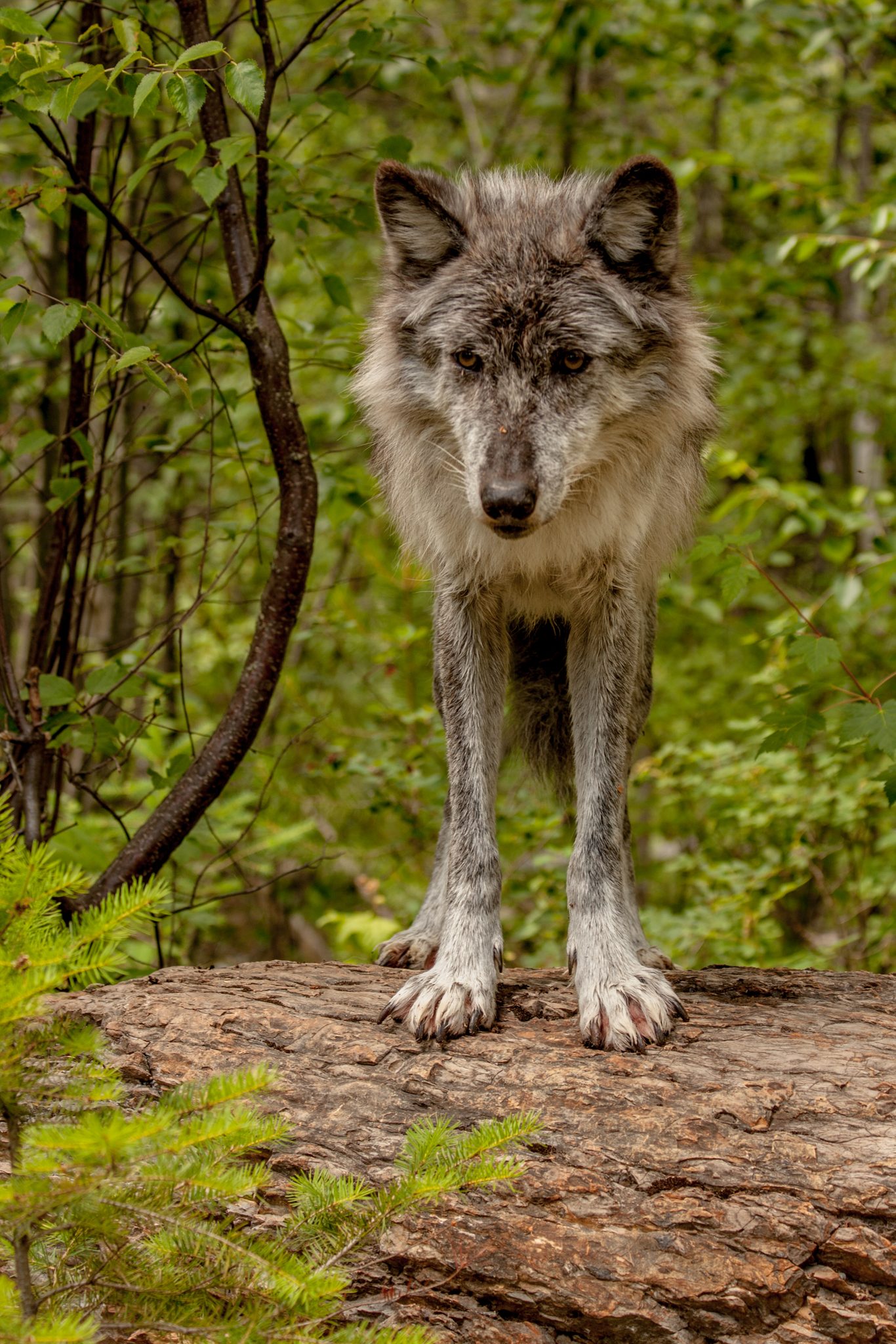 Wolf on a Log, Revelstoke, BC. Wildlife photograph by Michelle Fedosoff, finalist in the Shoot The Frame Wildlife photography award, October 2021