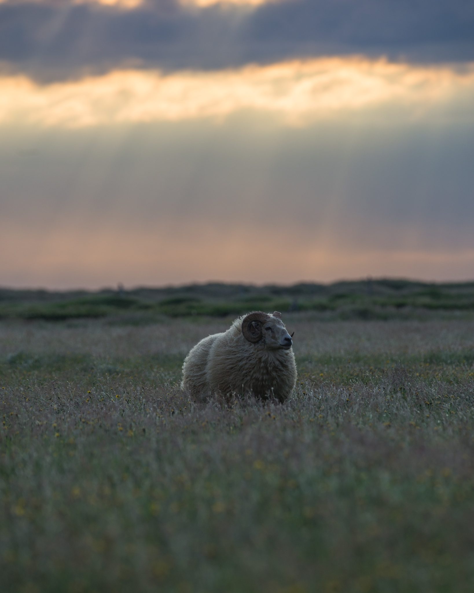 King of the North, Iceland. Wildlife photograph by Michael Gabbert, finalist in the Shoot The Frame Wildlife photography award, November 2021