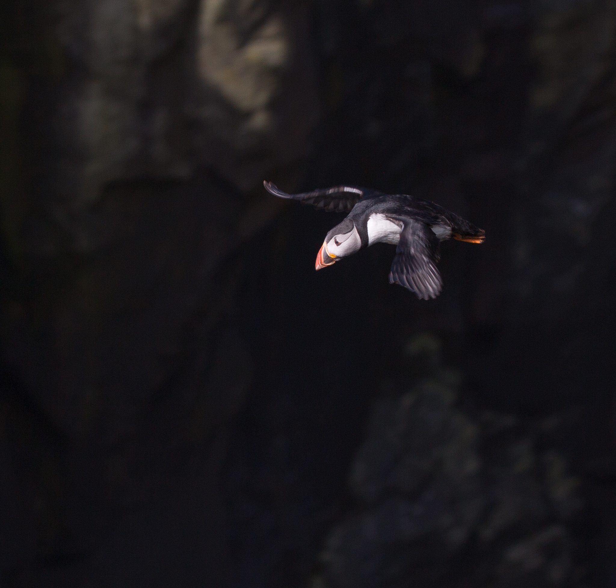 Taking Flight, Mykines, Faroe Islands. Wildlife photograph by Michael Gabbert, finalist in the Shoot The Frame Wildlife photography award, November 2021
