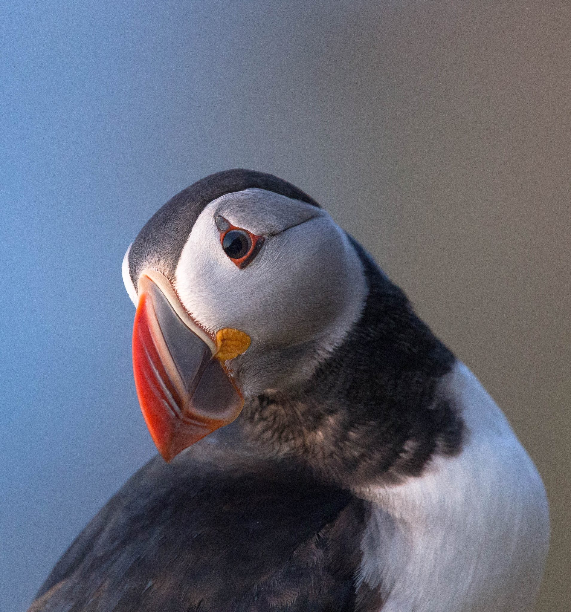 Posing Puffin, Mykines, Faroe Islands. Wildlife photograph by Michael Gabbert, winner of the Shoot The Frame Wildlife photography award, November 2021
