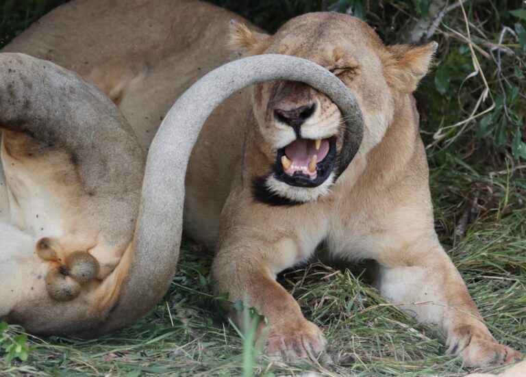 Lions Married Life. Wildlife photograph by Ofir Drori, finalist in the Shoot The Frame Wildlife photography award, December 2021