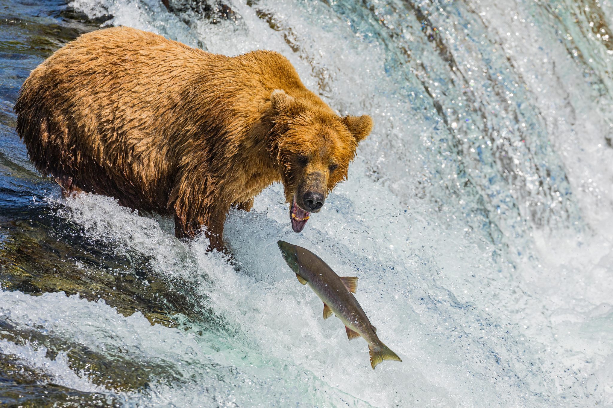 Anticipating the Catch, Brooks Falls, Katmai National Park, Alaska, USA. Wildlife photograph by Shane Morrison, finalist in the Shoot The Frame Wildlife photography award, December 2021