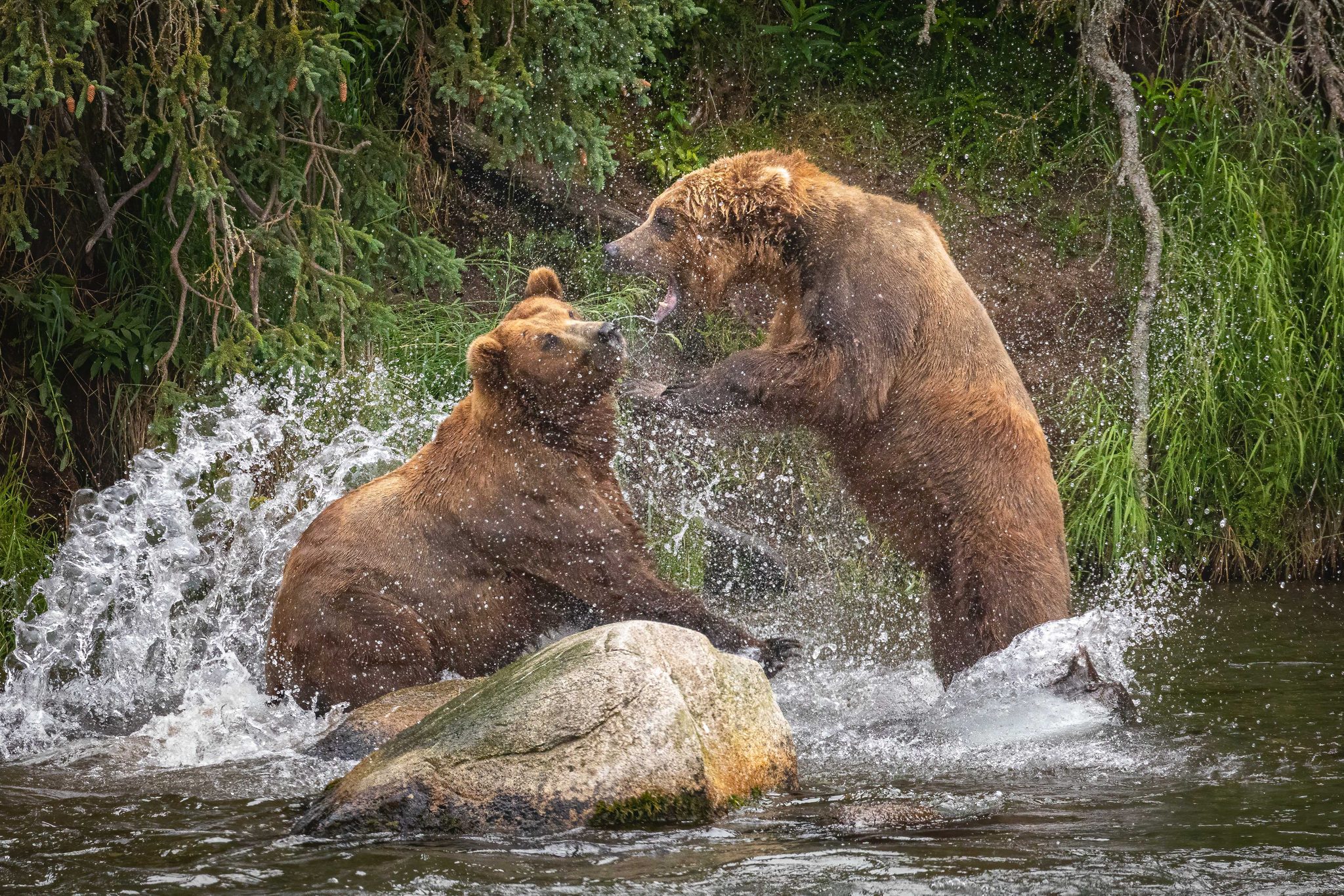 The Fight, Katmai National Park, Alaska, USA. Wildlife photograph by Shane Morrison, finalist in the Shoot The Frame Wildlife photography award, December 2021