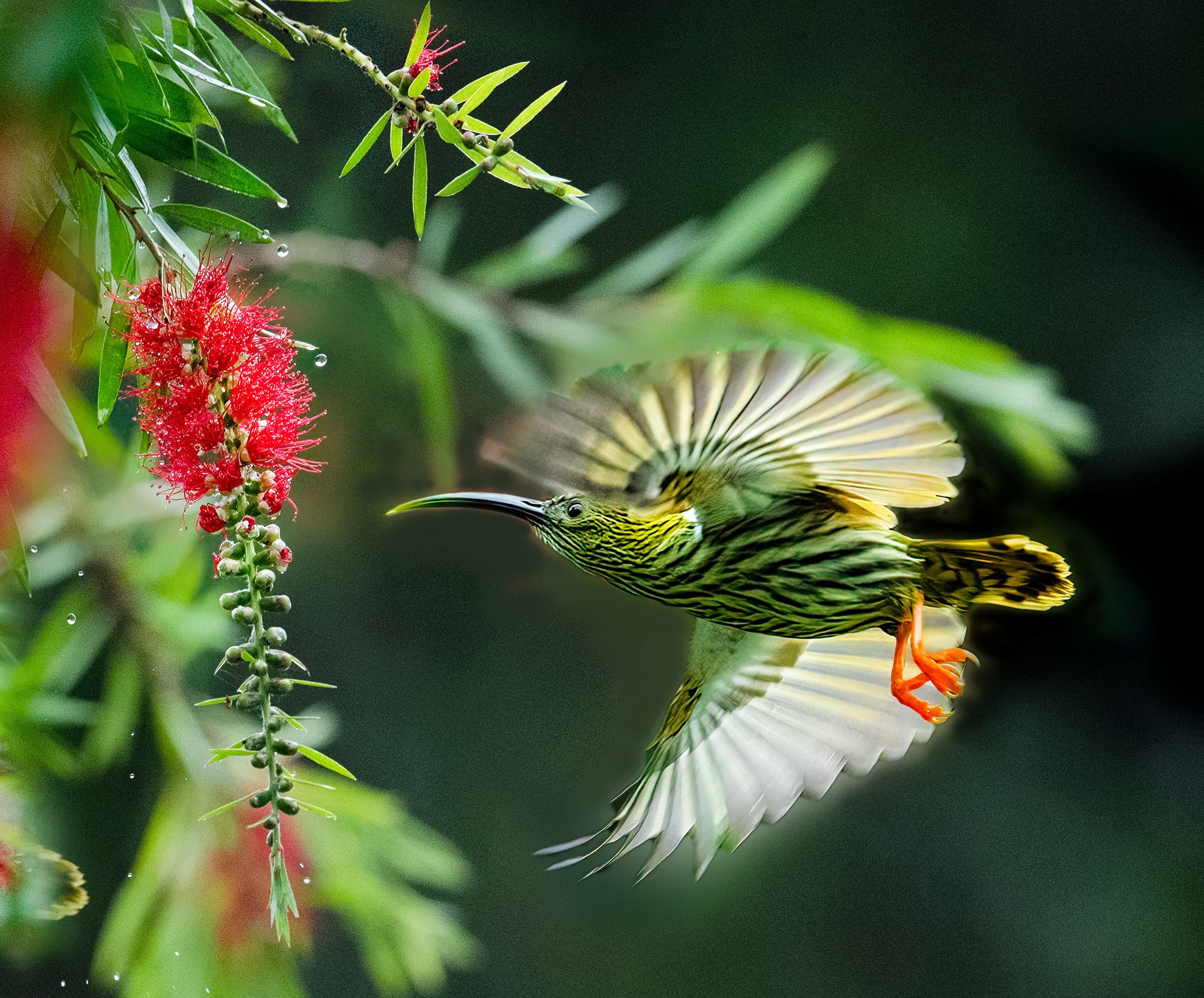 Spiderhunter after rain, Malaysia. Wildlife photograph by ChanOnn Fong, finalist in the Shoot The Frame Wildlife photography award, January 2022
