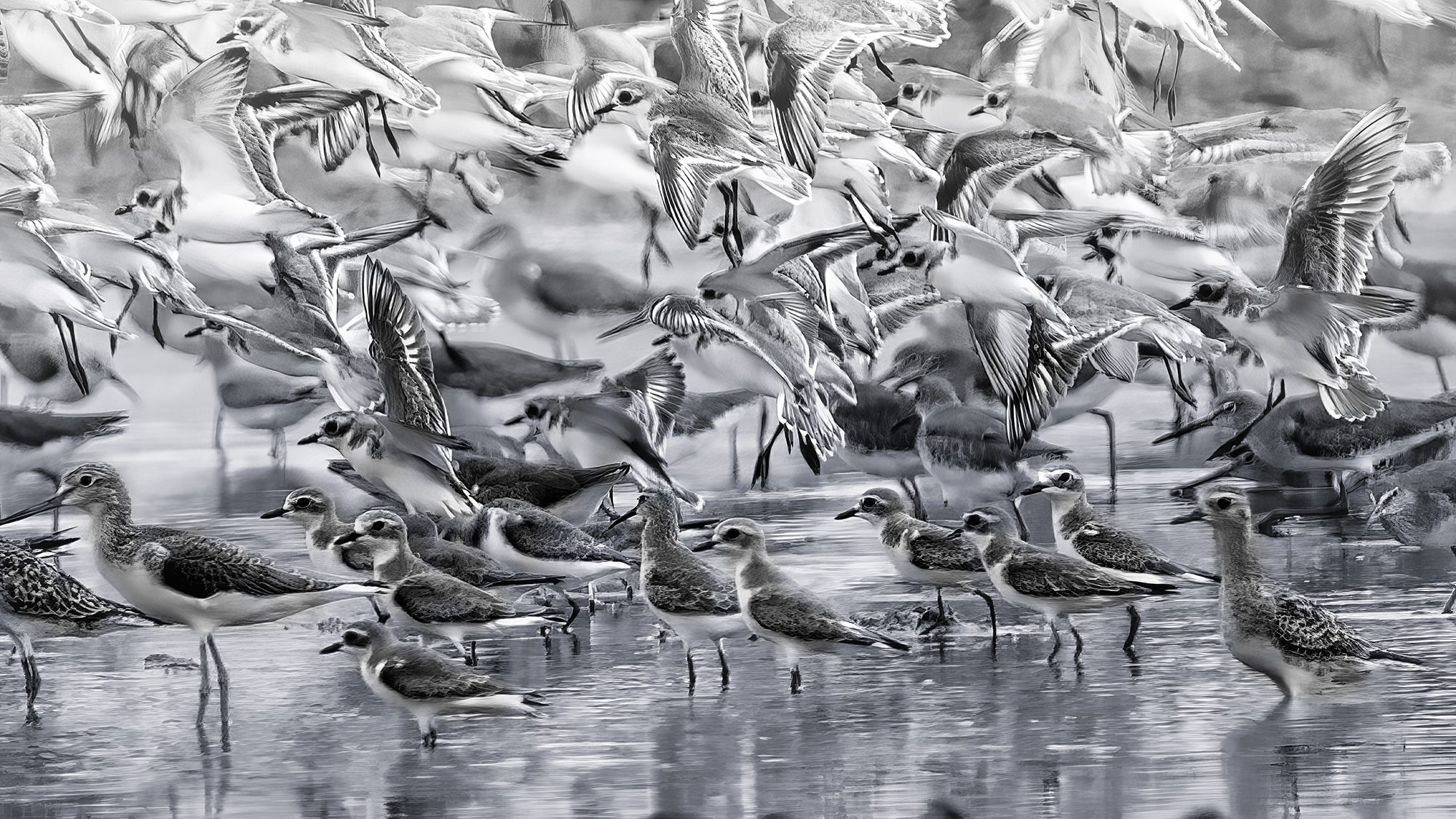 Lessor-sand plovers, Malaysia. Wildlife photograph by ChanOnn Fong, finalist in the Shoot The Frame Wildlife photography award, January 2022